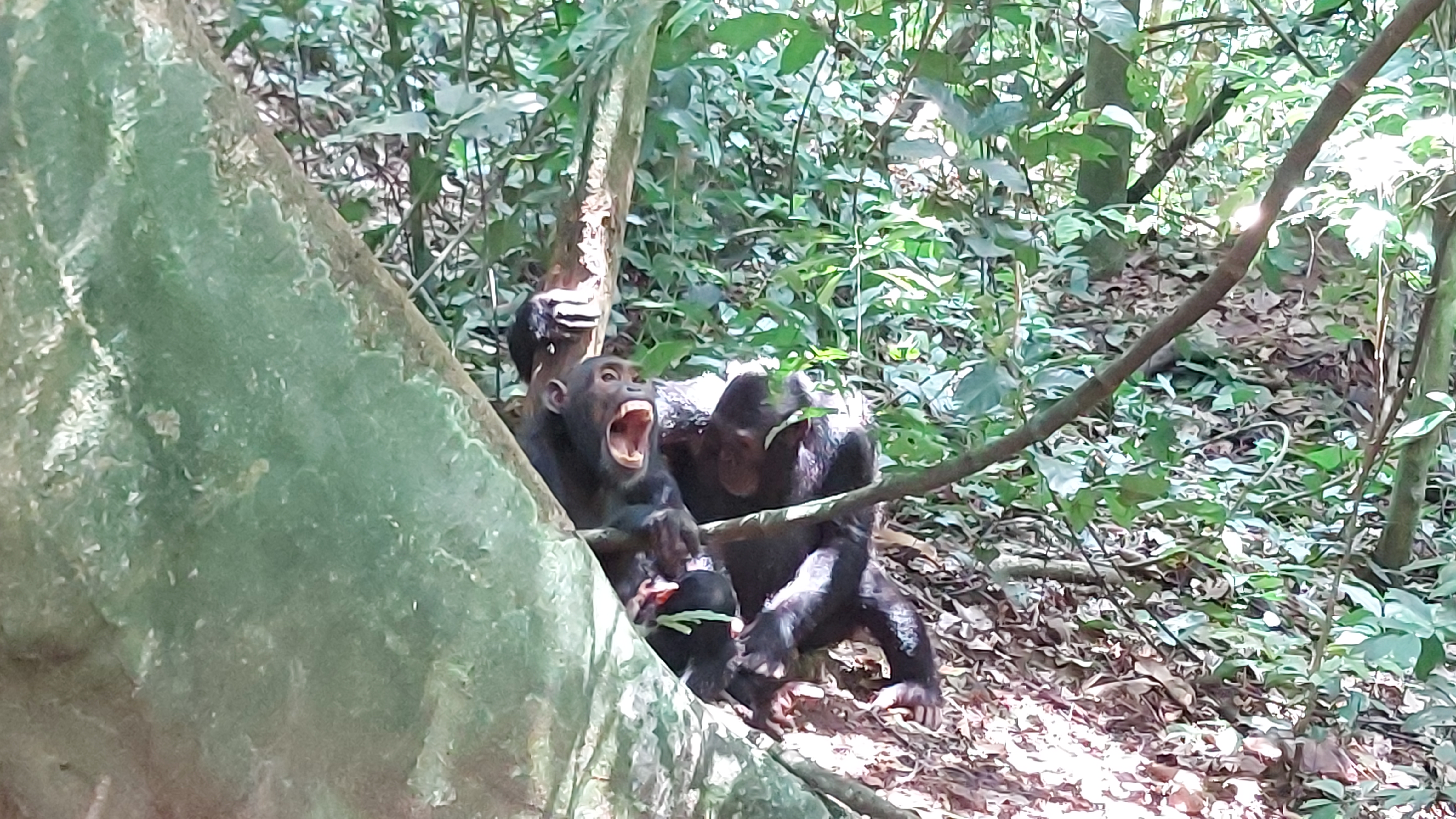 Mahale Mountains — chimpanzee trekking on Lake Tanganyika