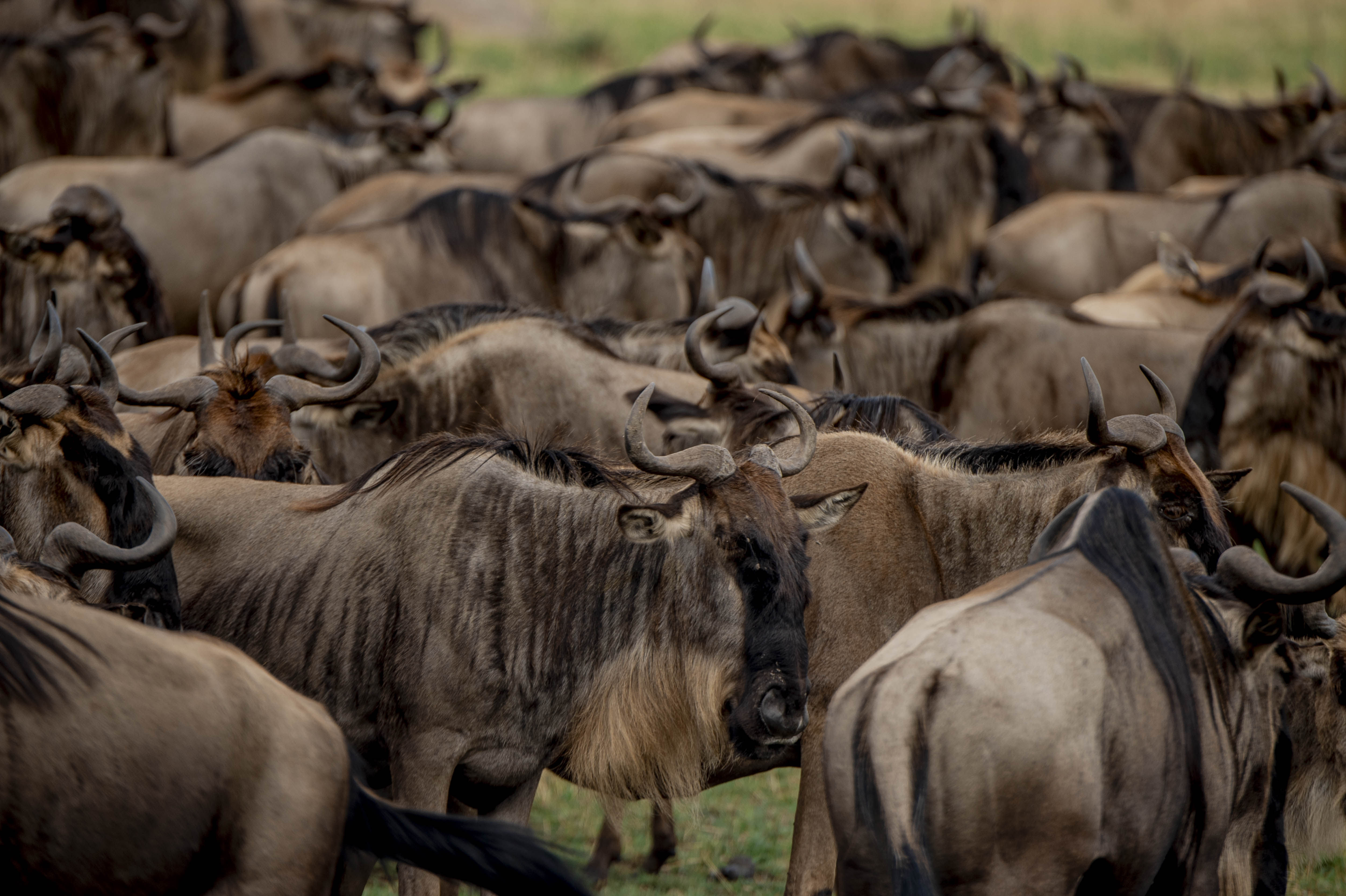 Great Migration Safari