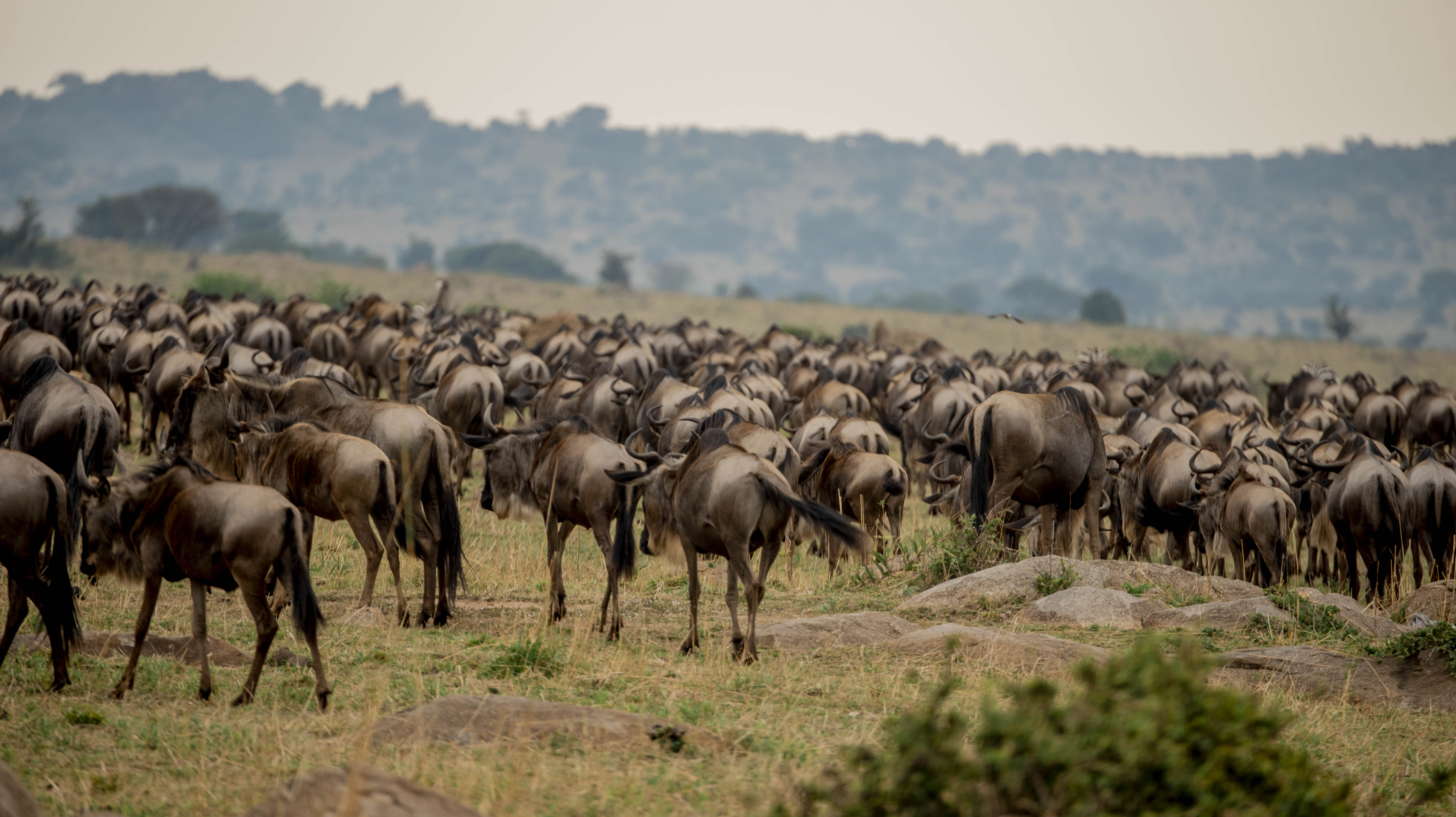 Great Migration Safari