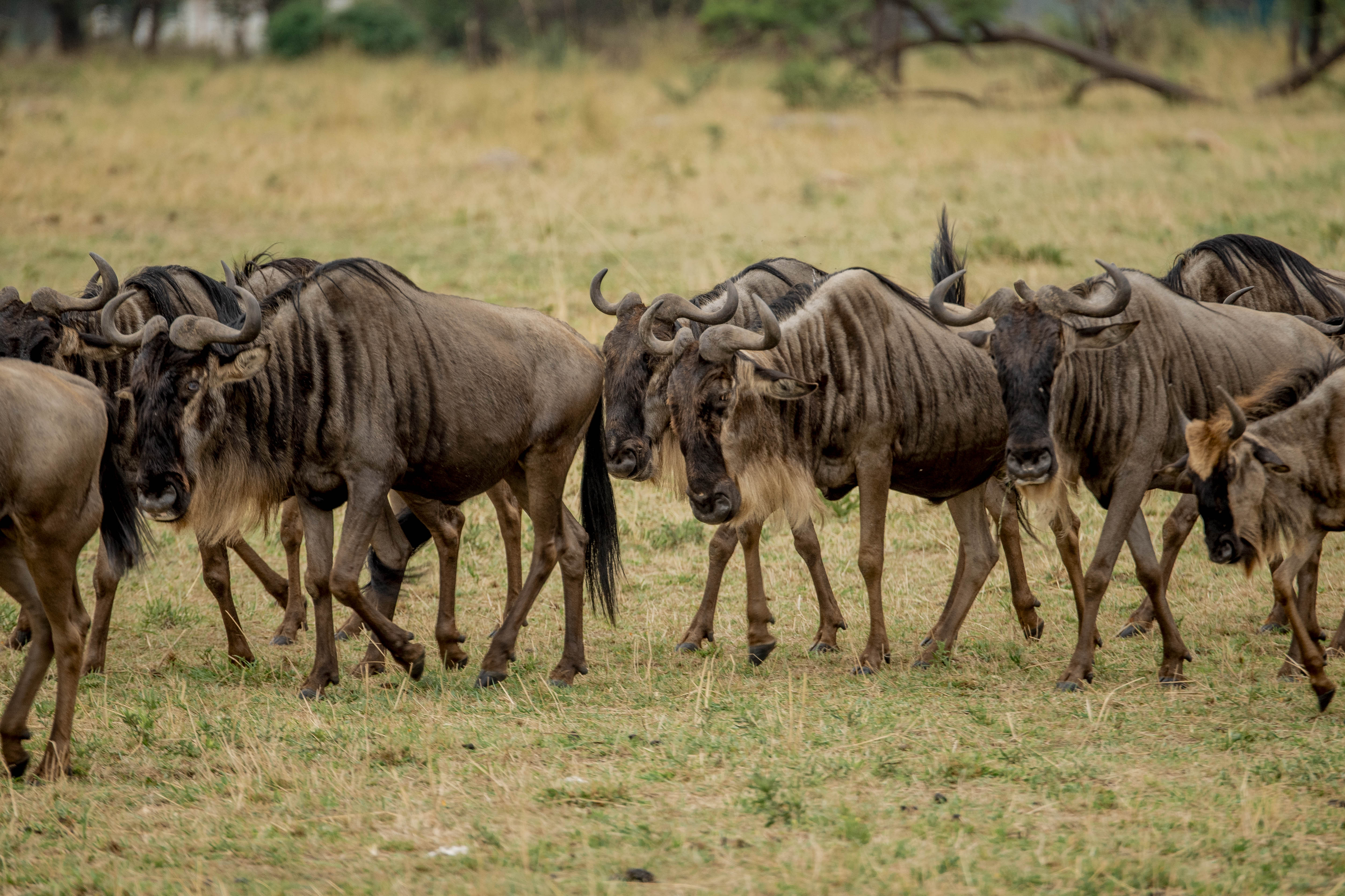 Great Migration Safari
