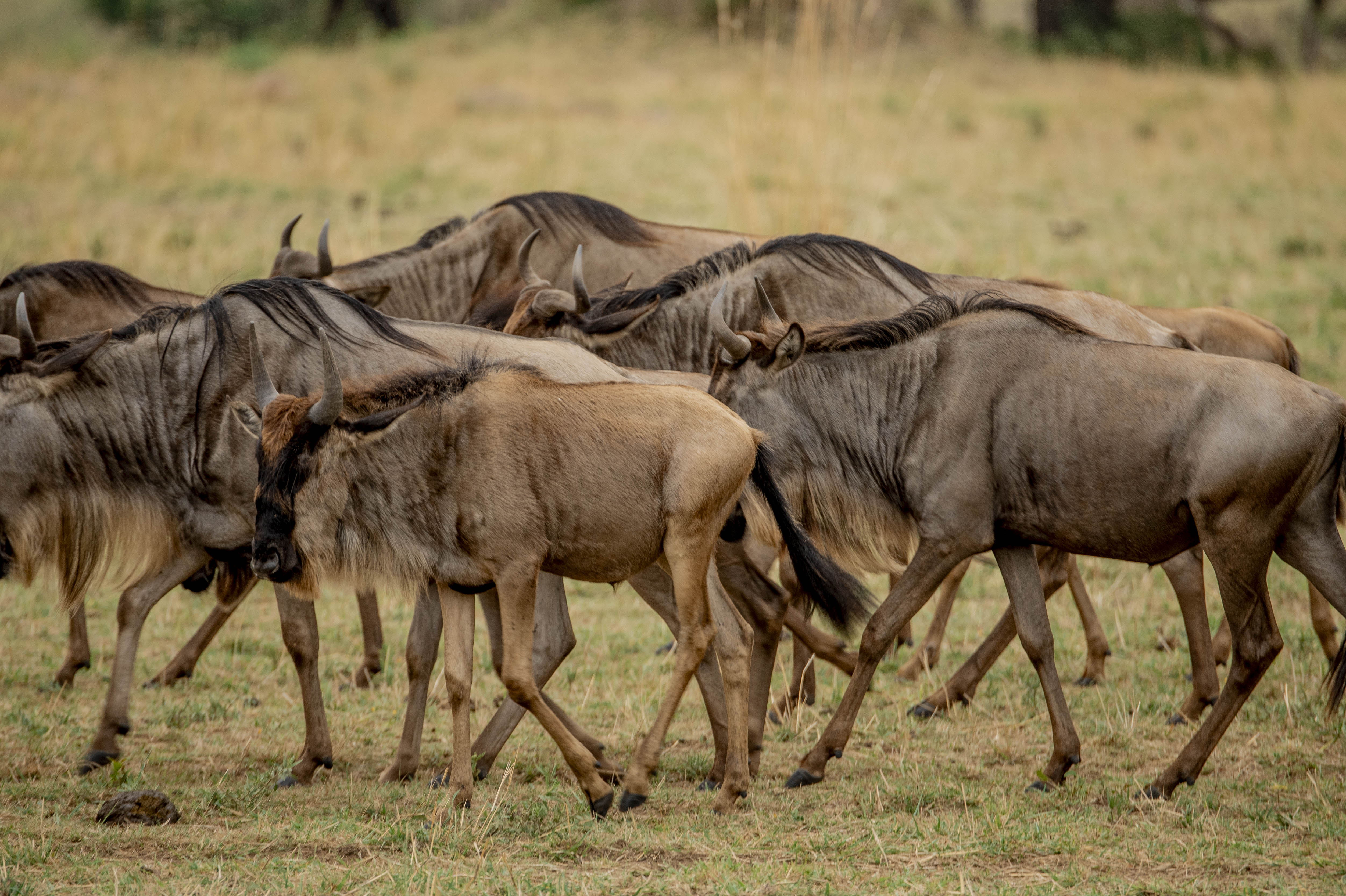 Great Migration Safari