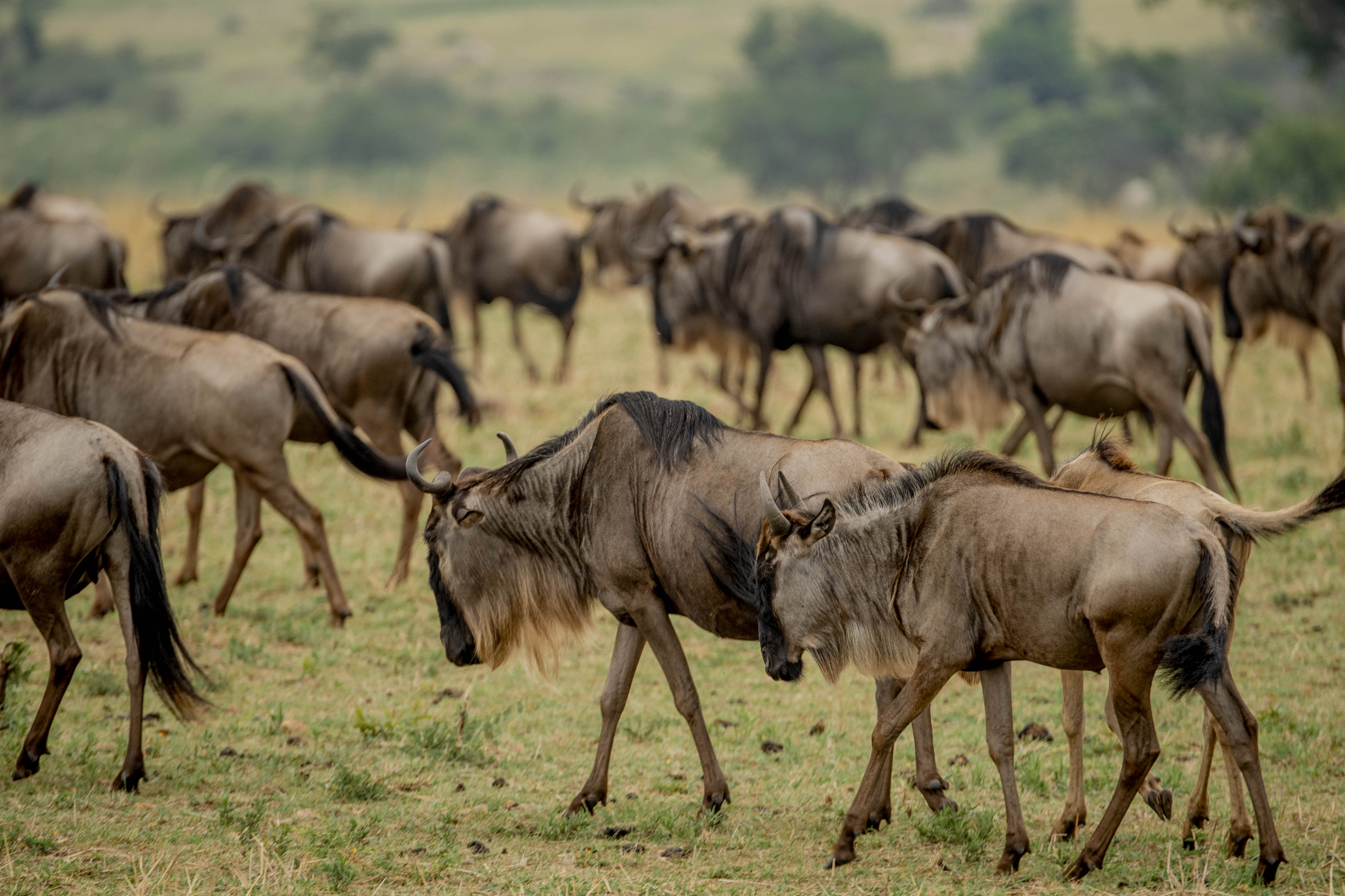 Great Migration Safari