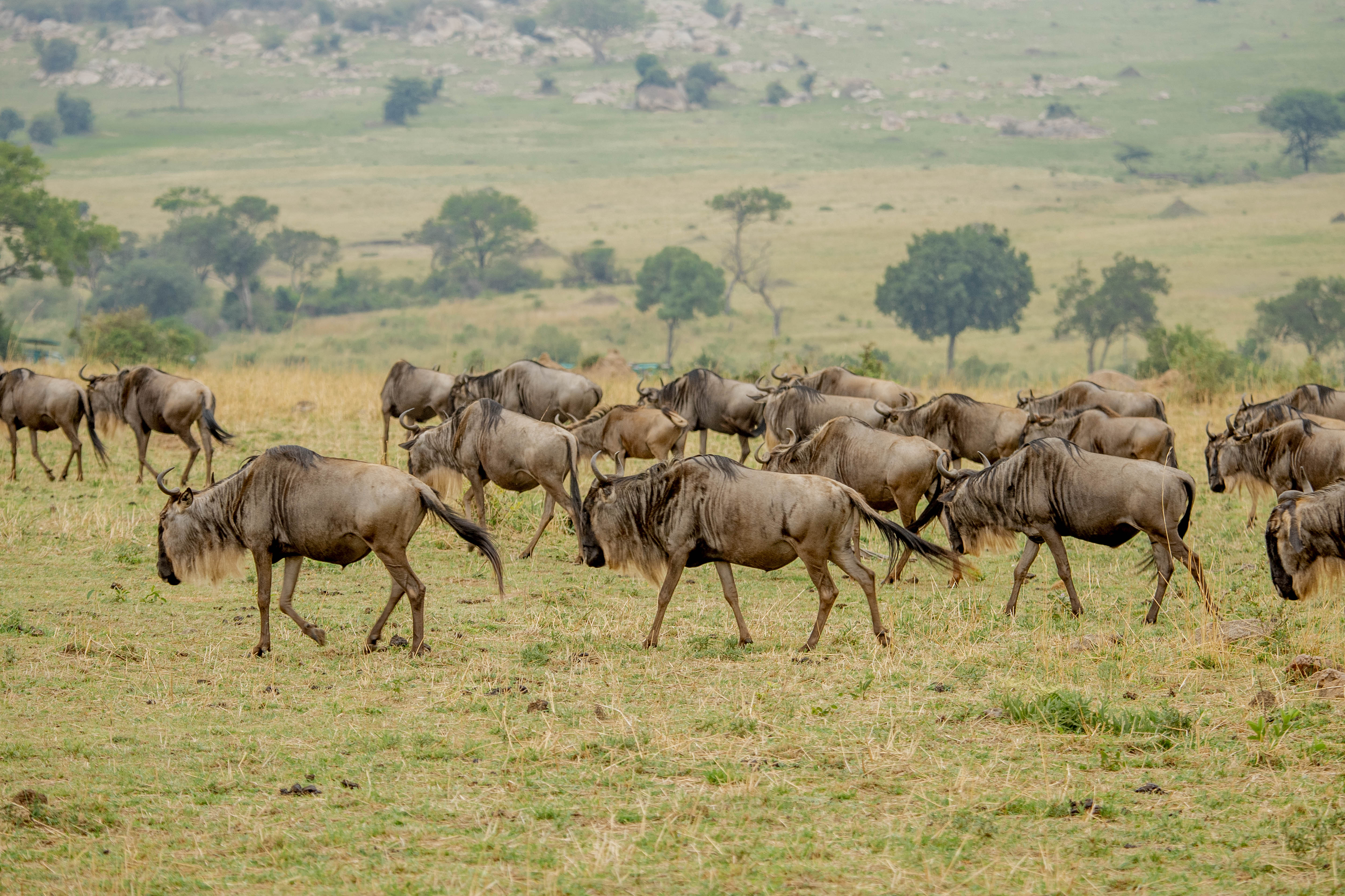 Great Migration Safari
