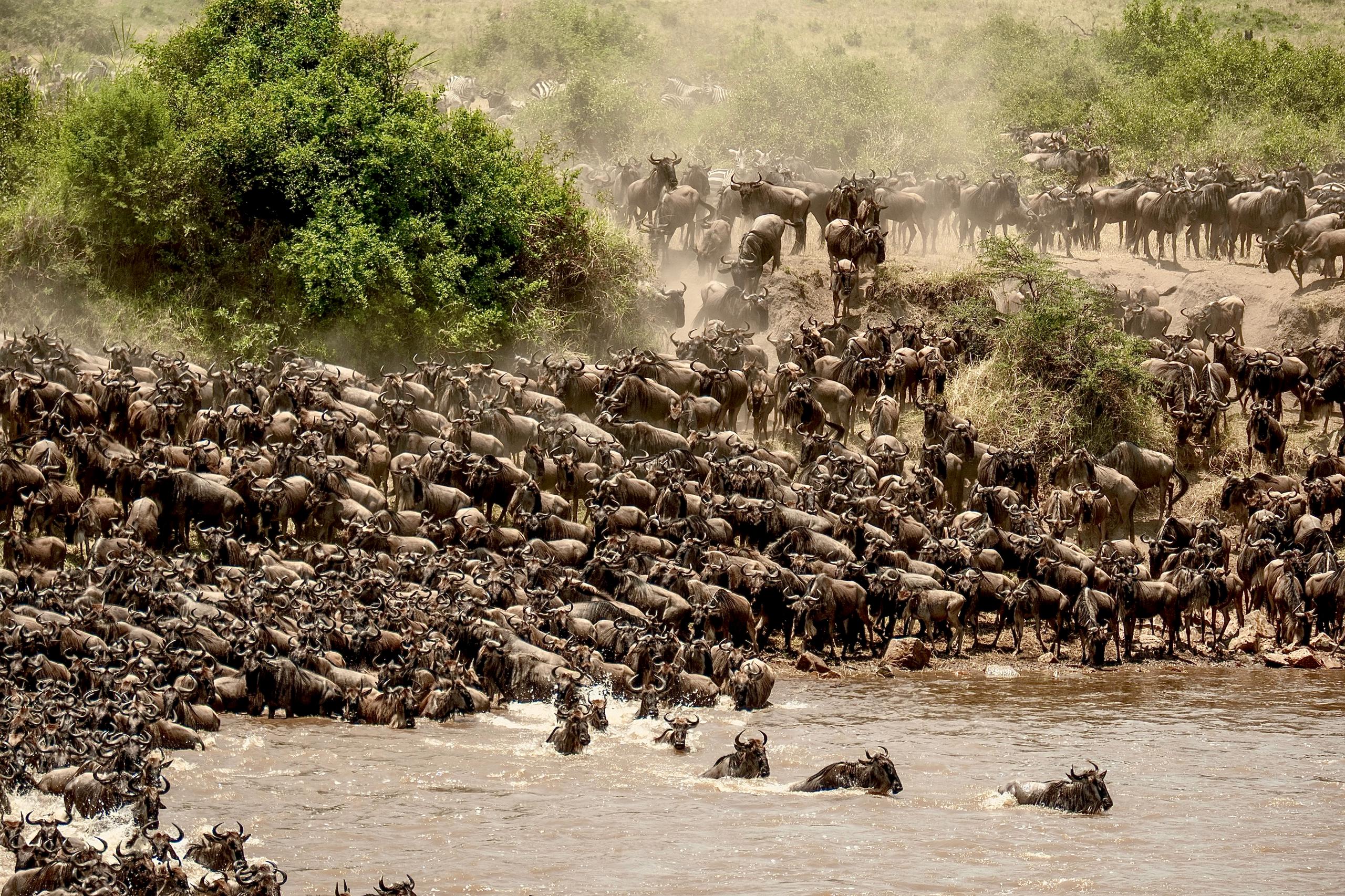 Great Migration Safari