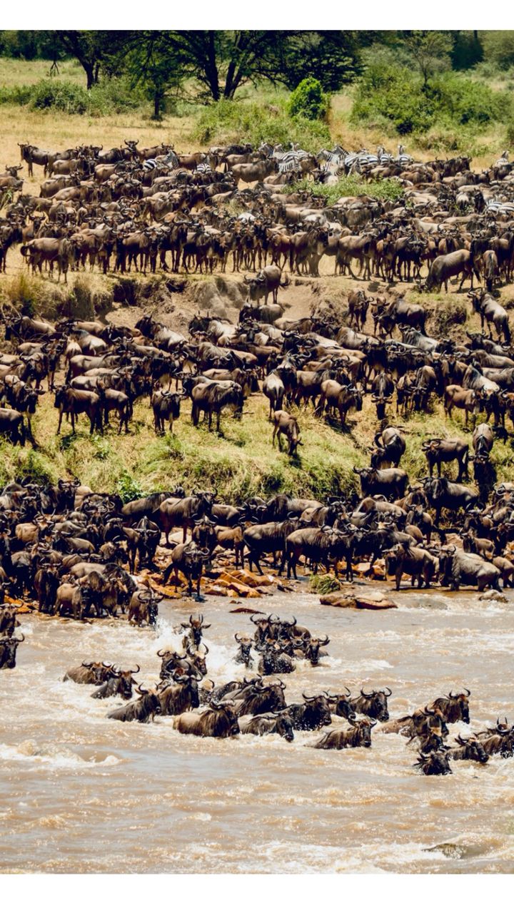 Great Migration Safari