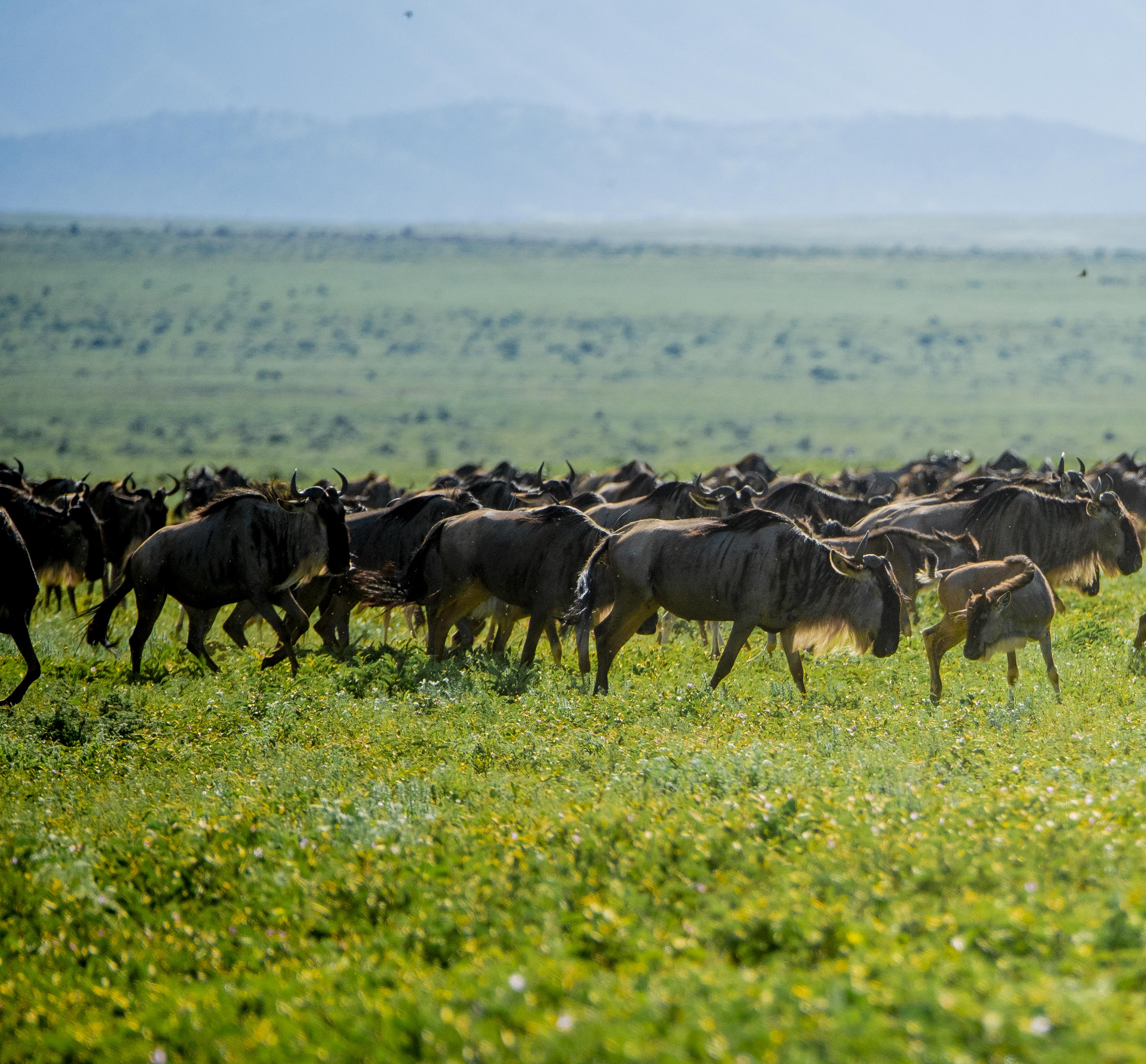 Great Migration Safari