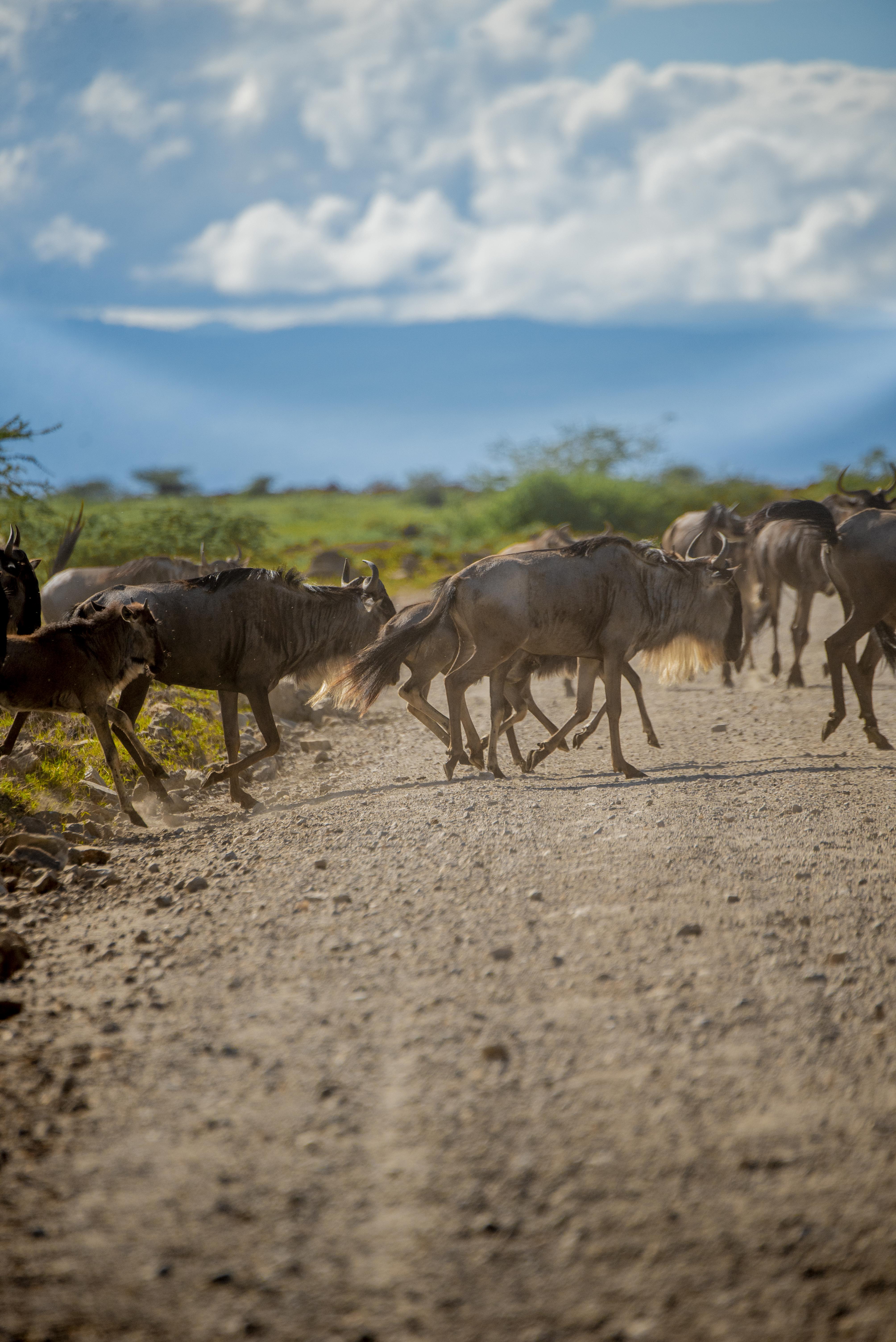 Great Migration Safari