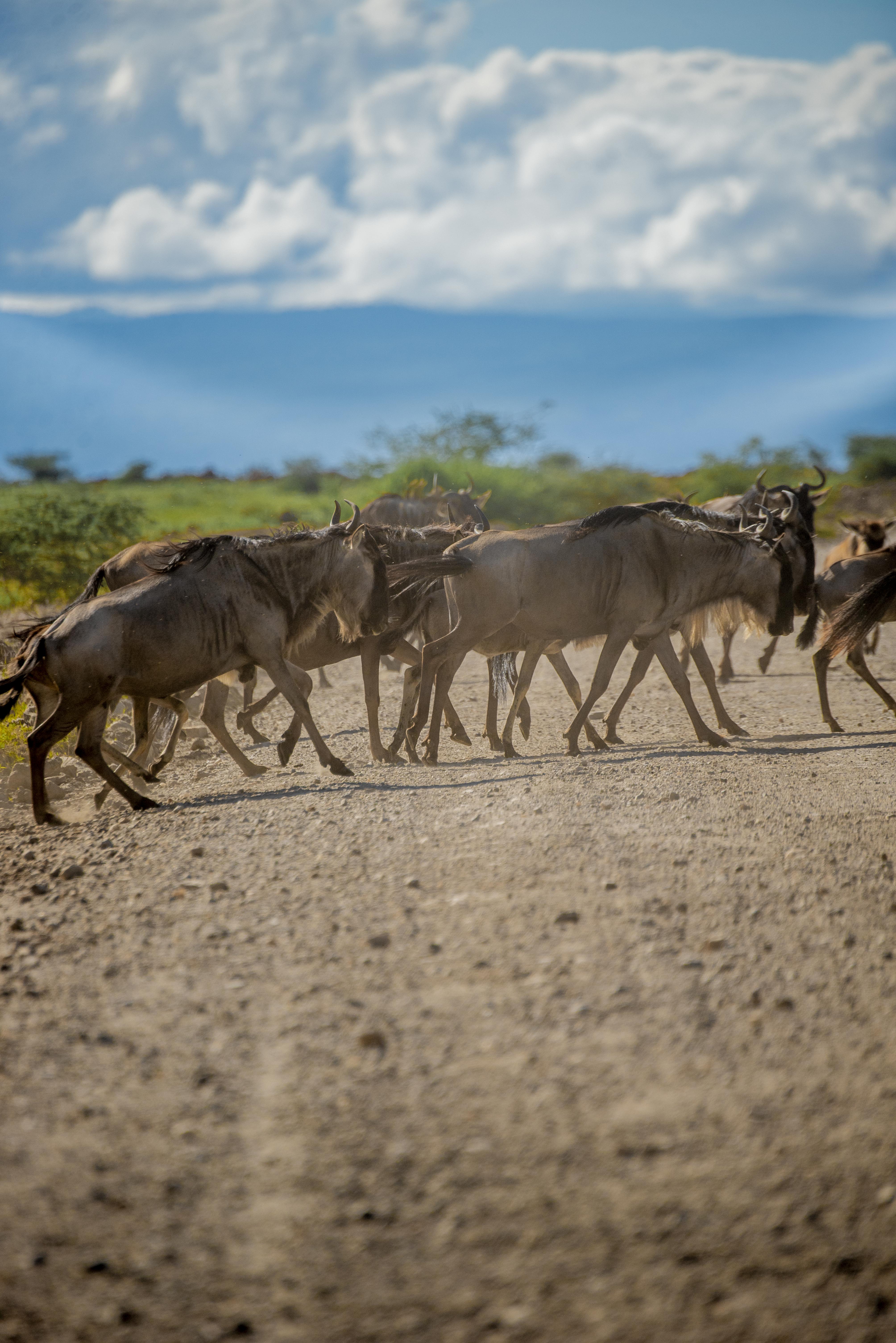 Great Migration Safari