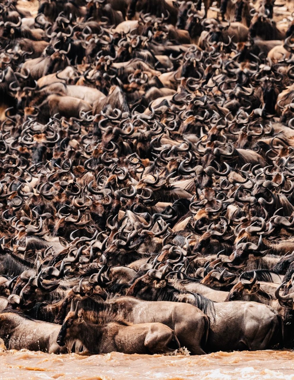 Great Migration Safari