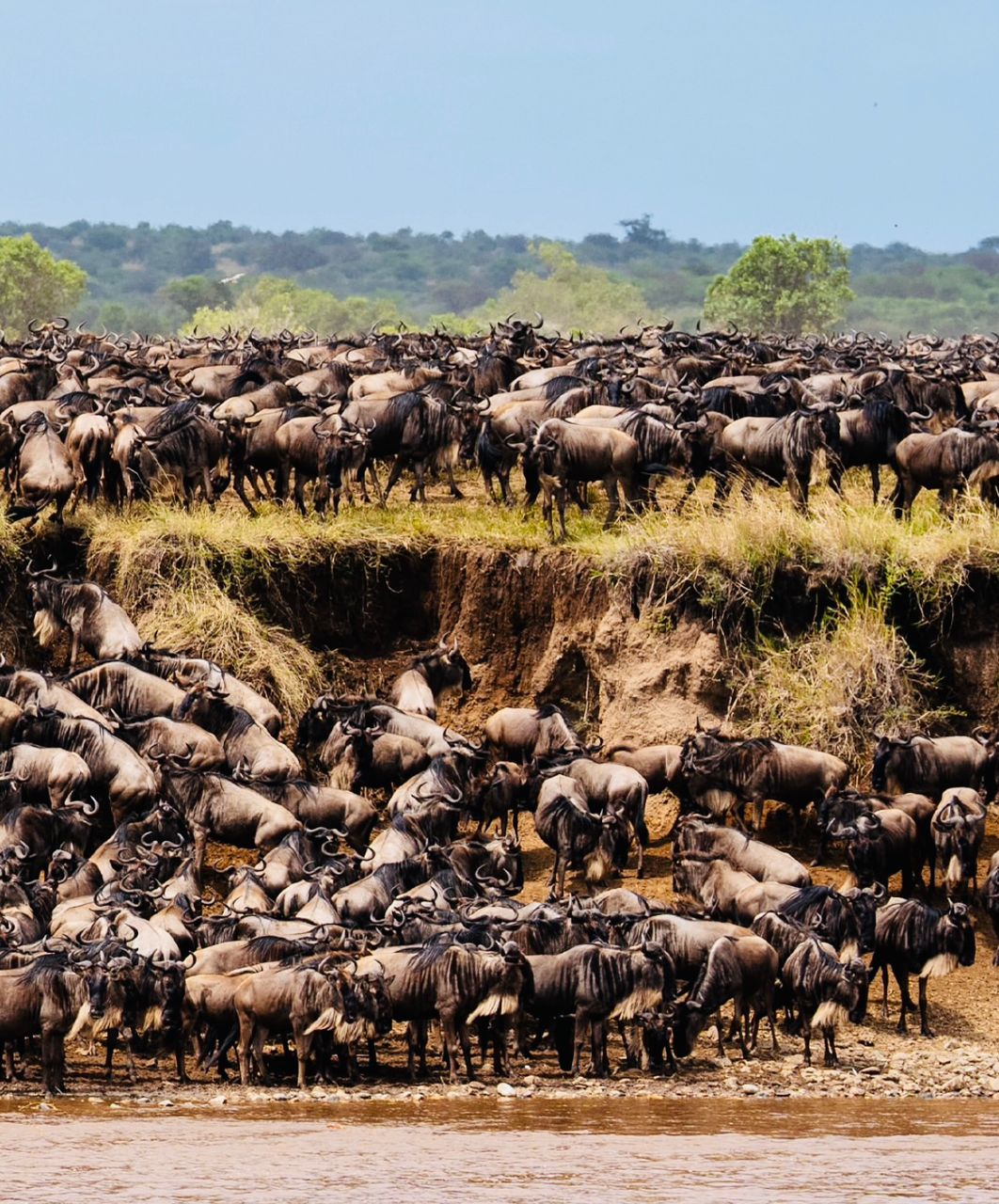 Great Migration Safari