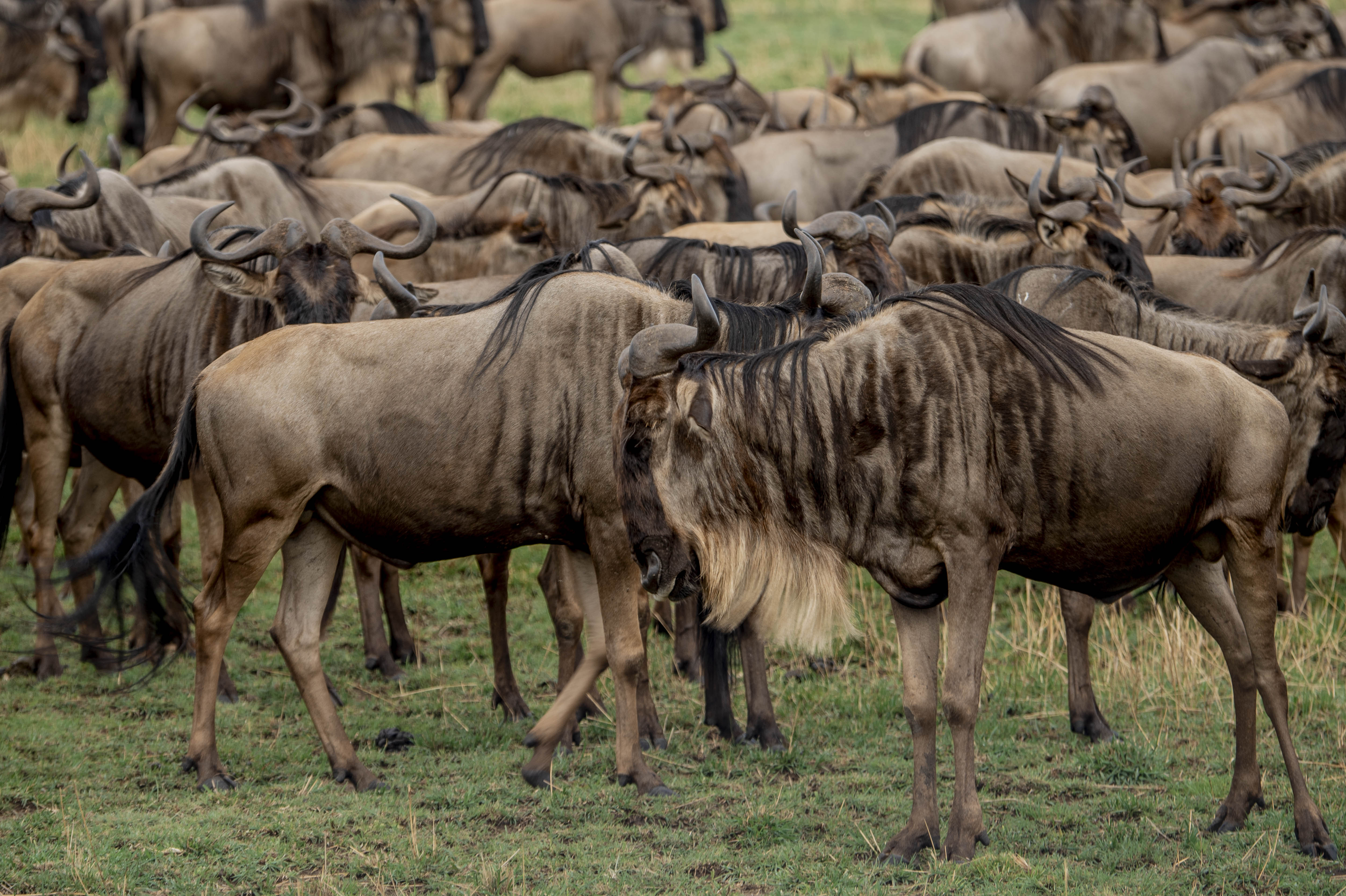 Great Migration Safari