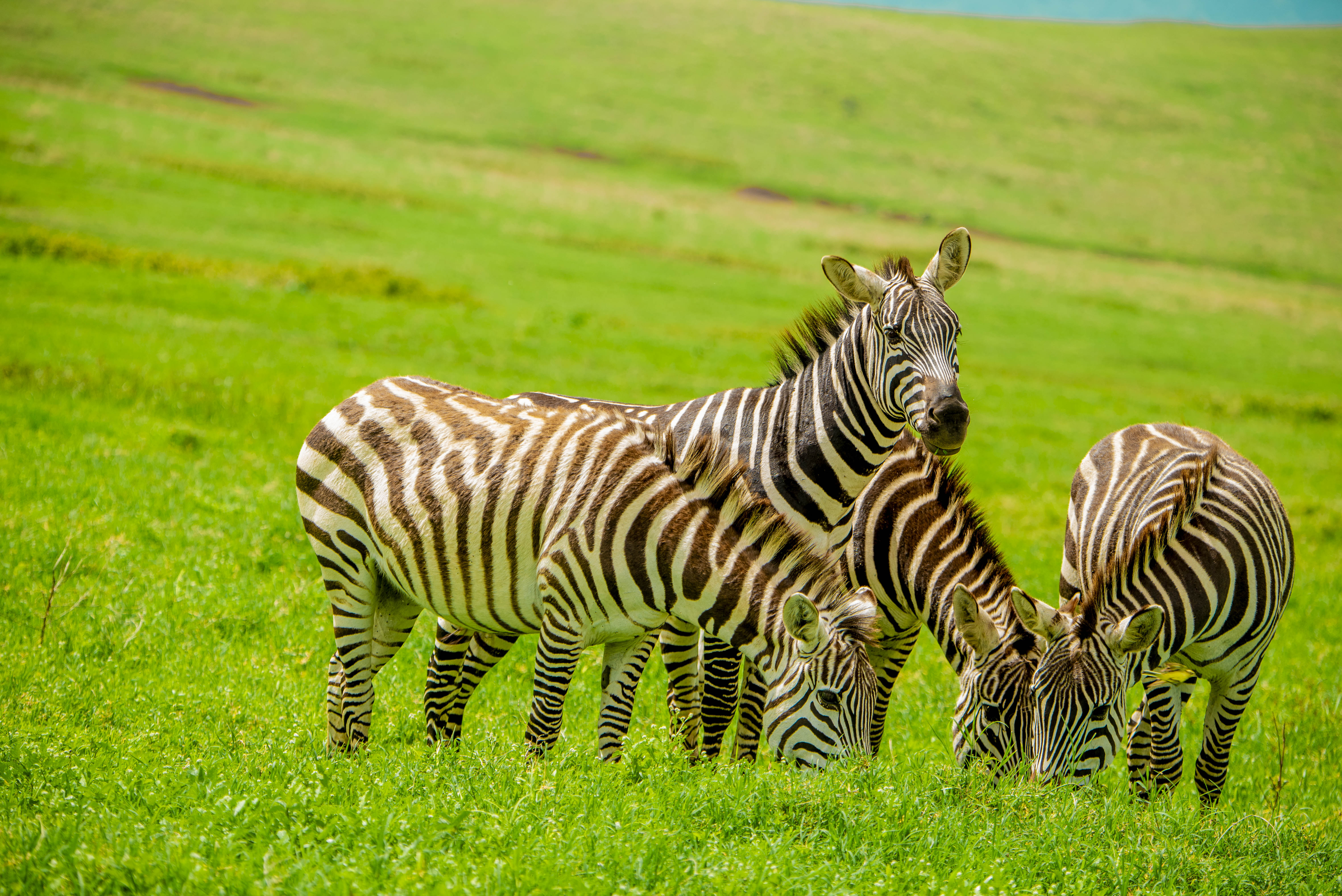 Ngorongoro Safari