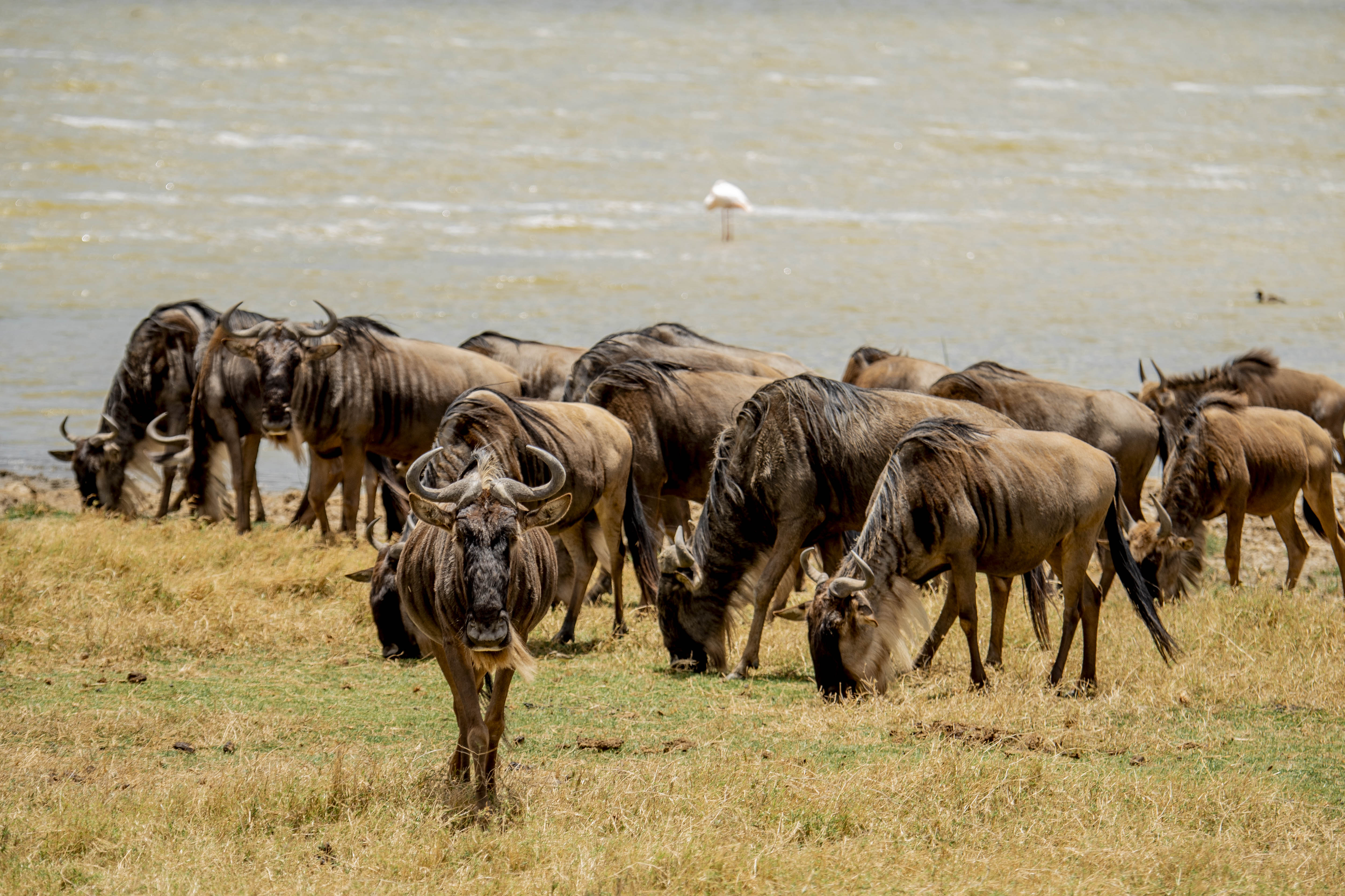 Ngorongoro Safari