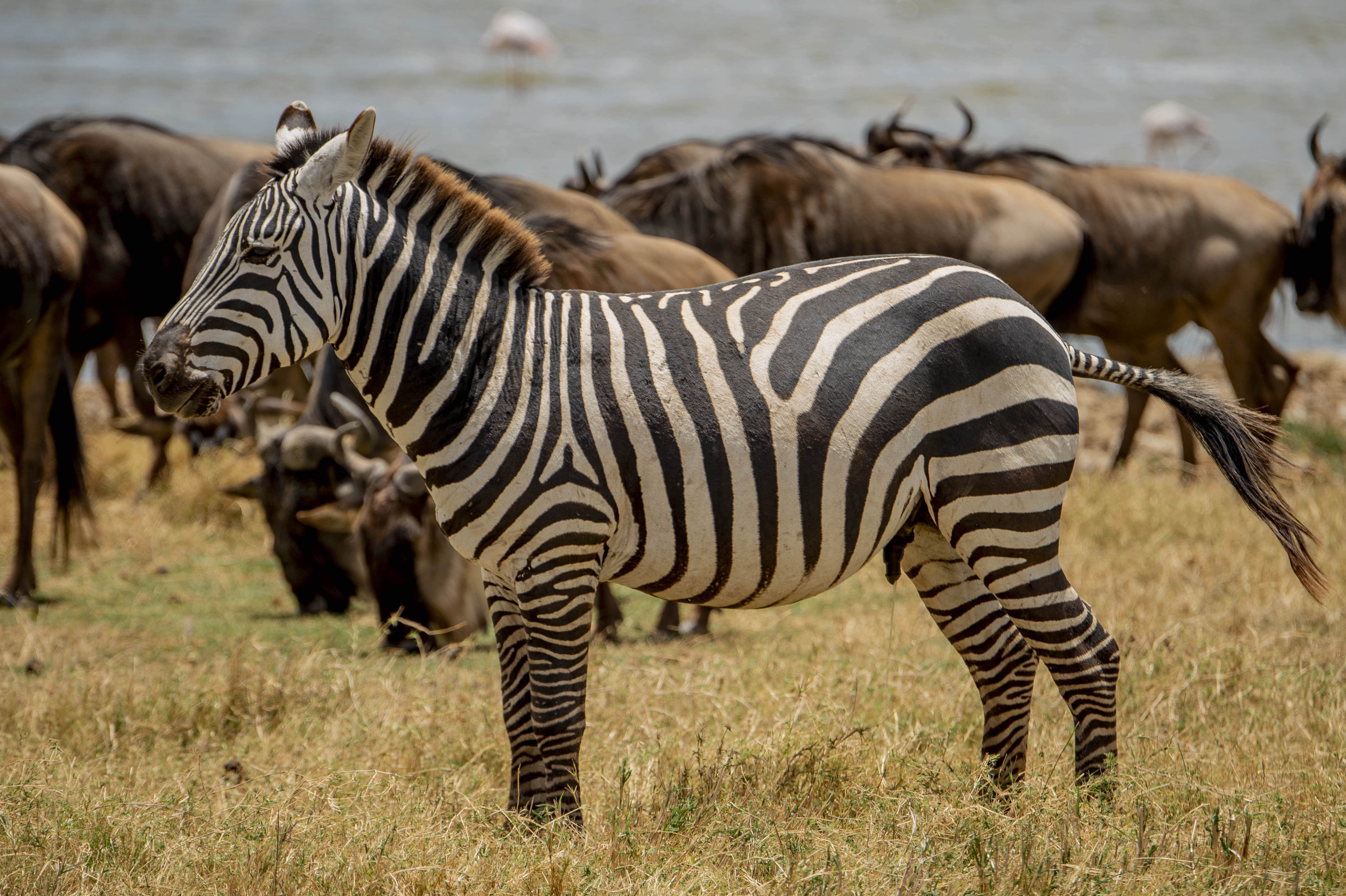Ngorongoro Safari