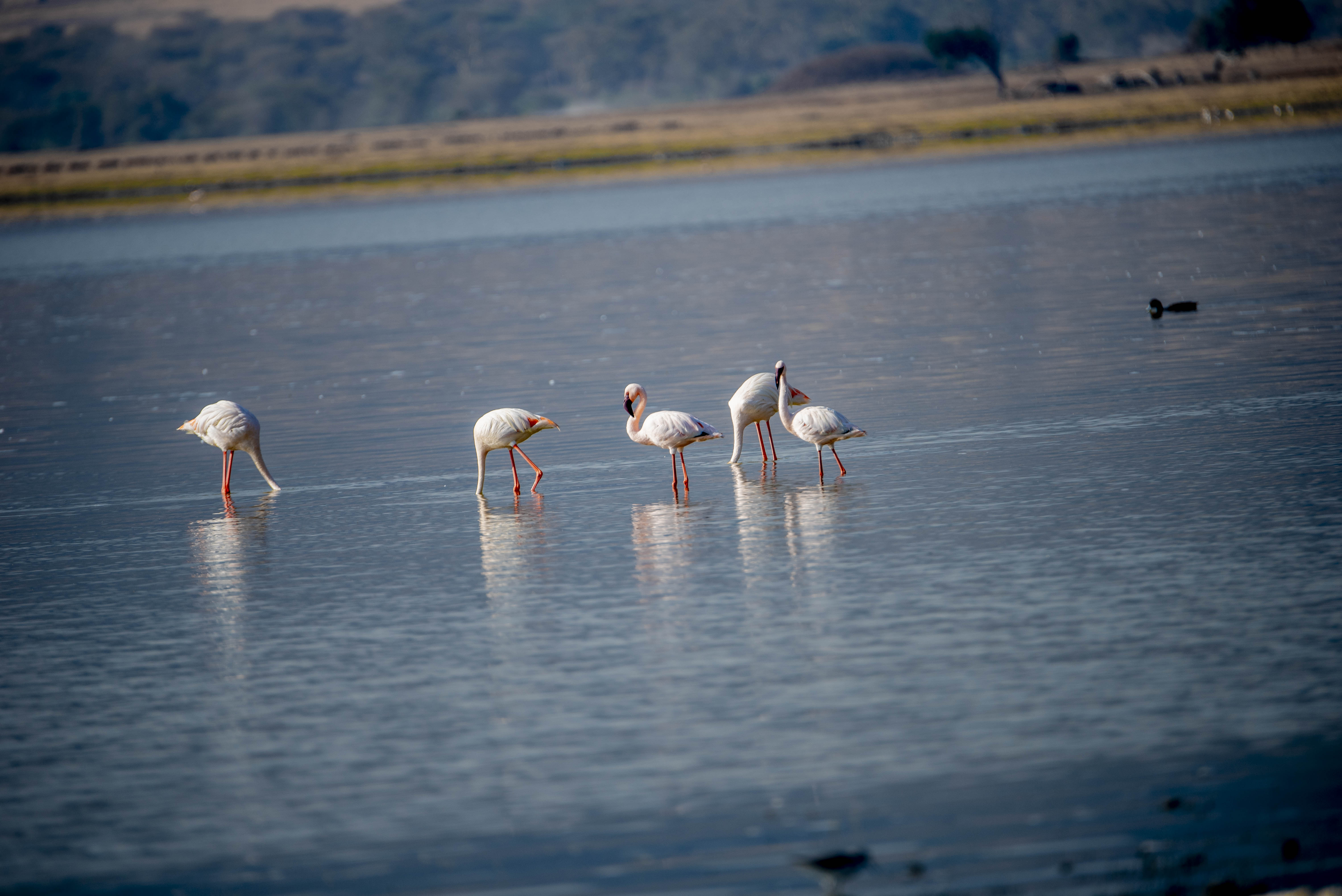 Ngorongoro Safari