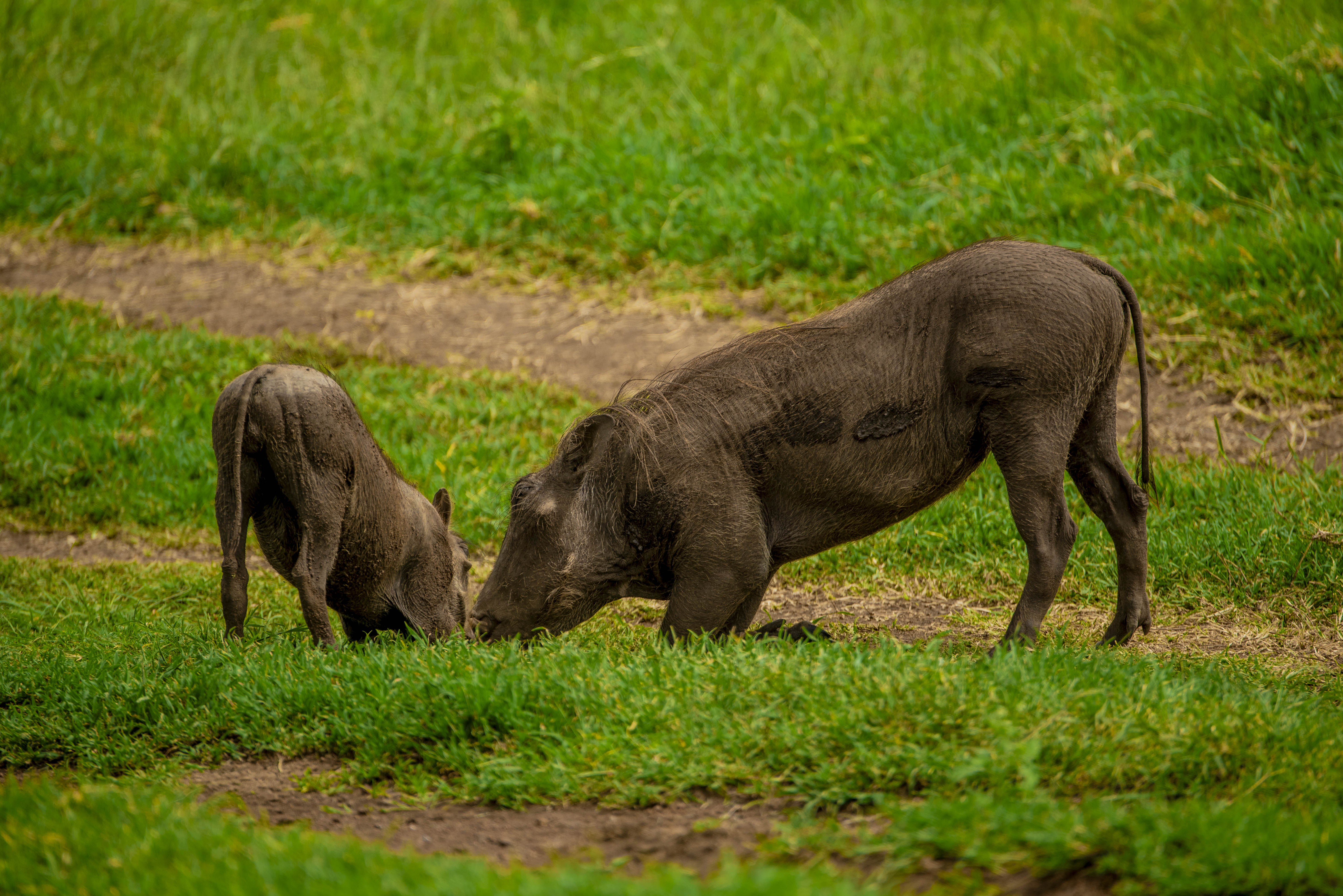 Ngorongoro Safari