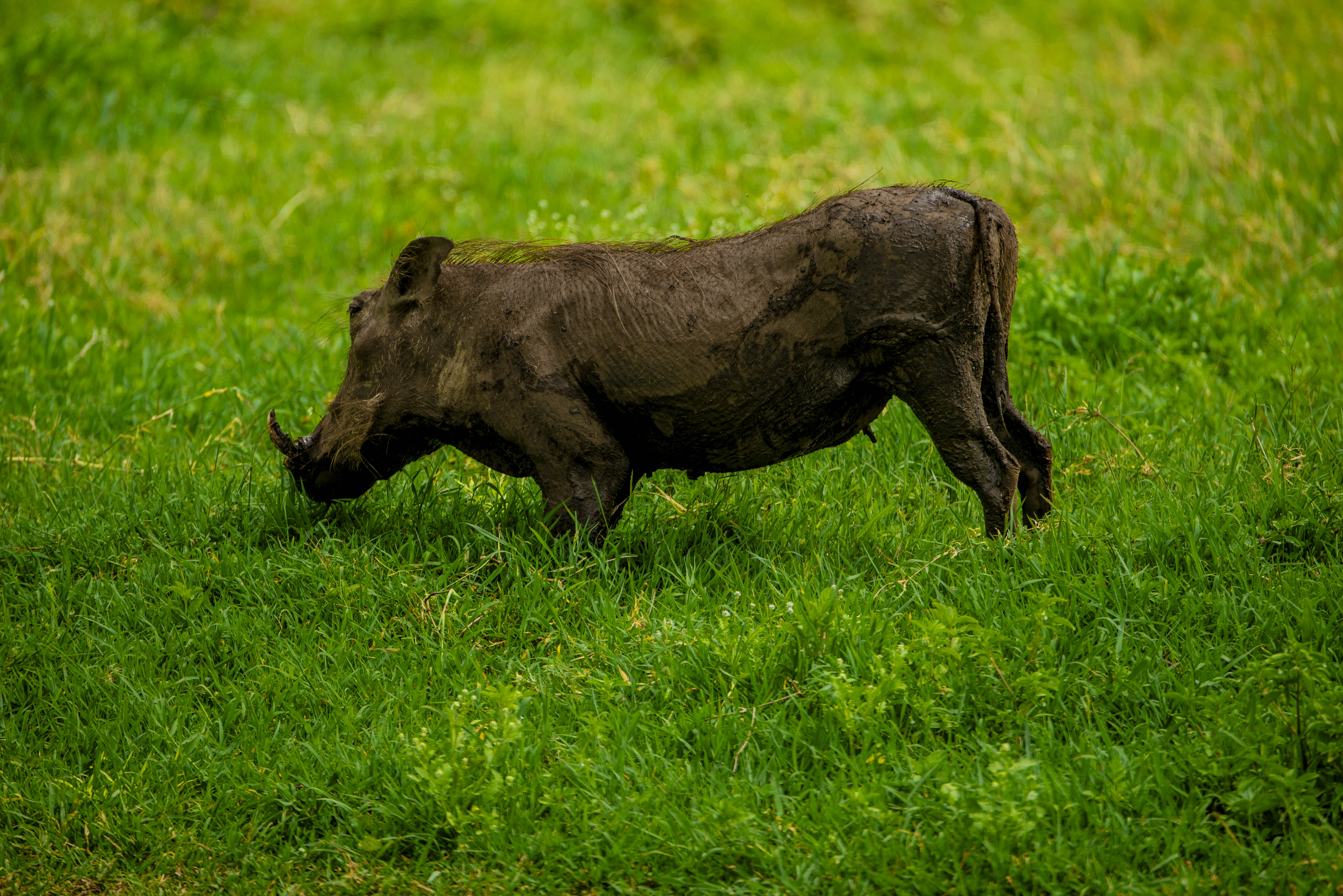 Ngorongoro Safari