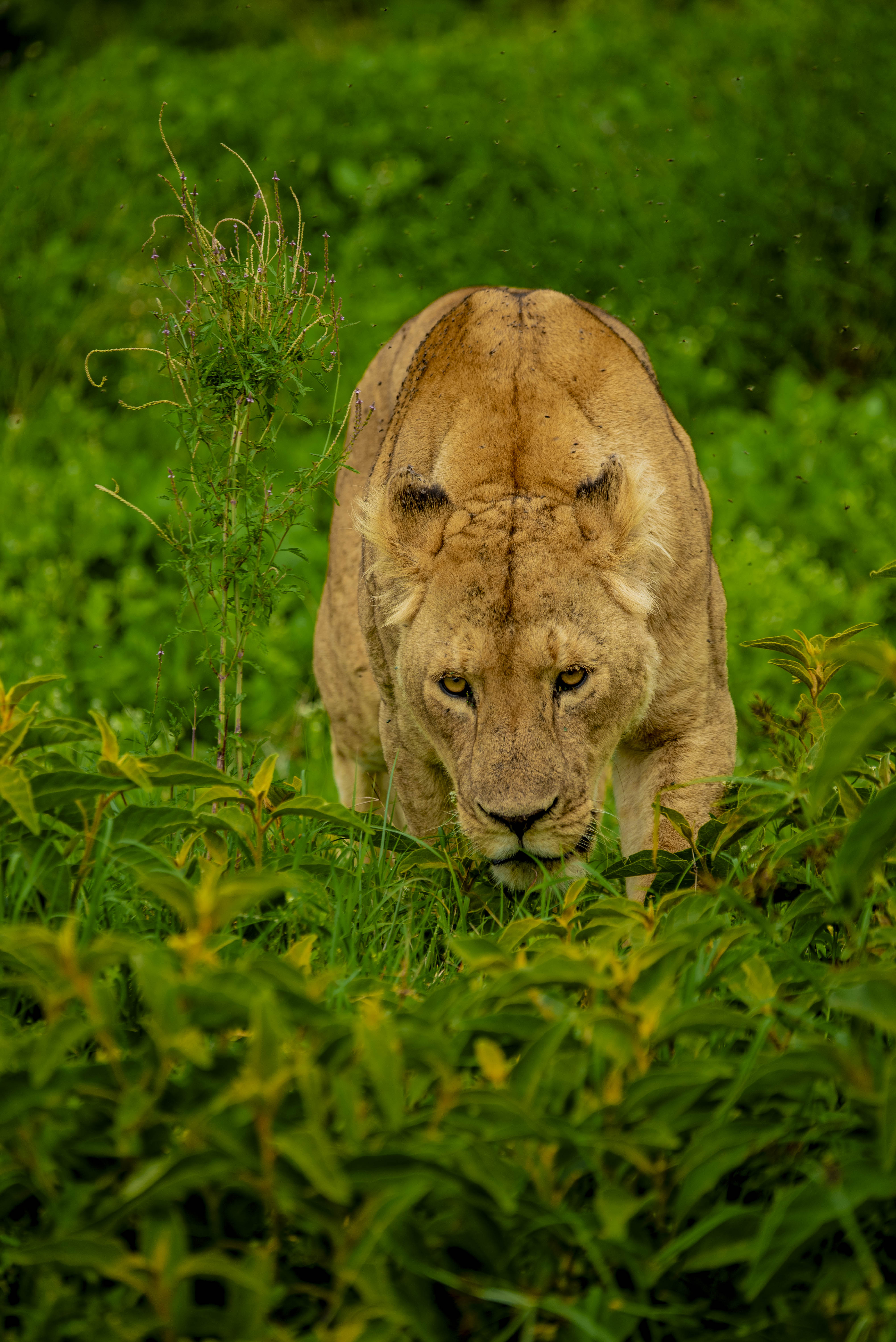 Ngorongoro Safari
