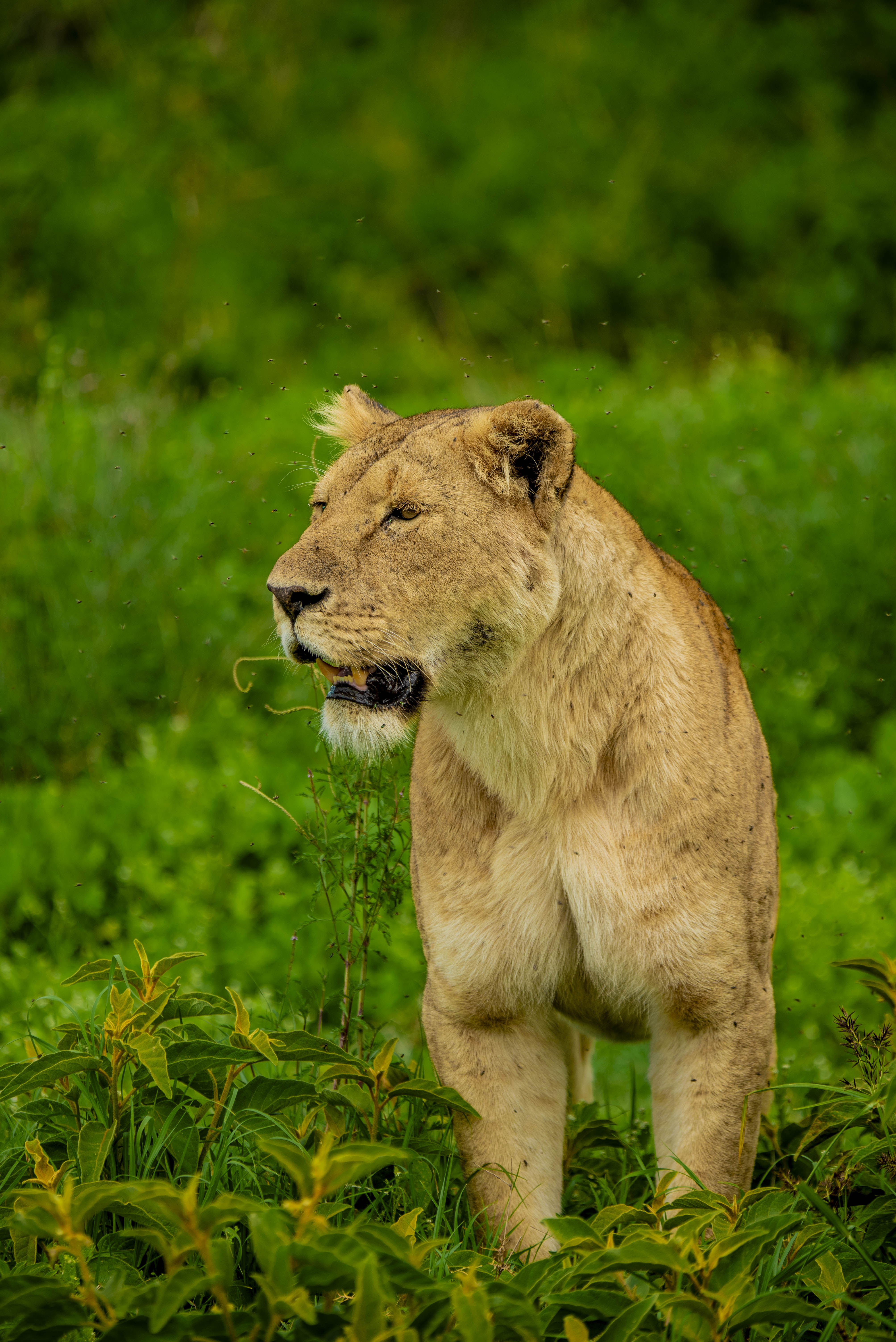 Ngorongoro Safari