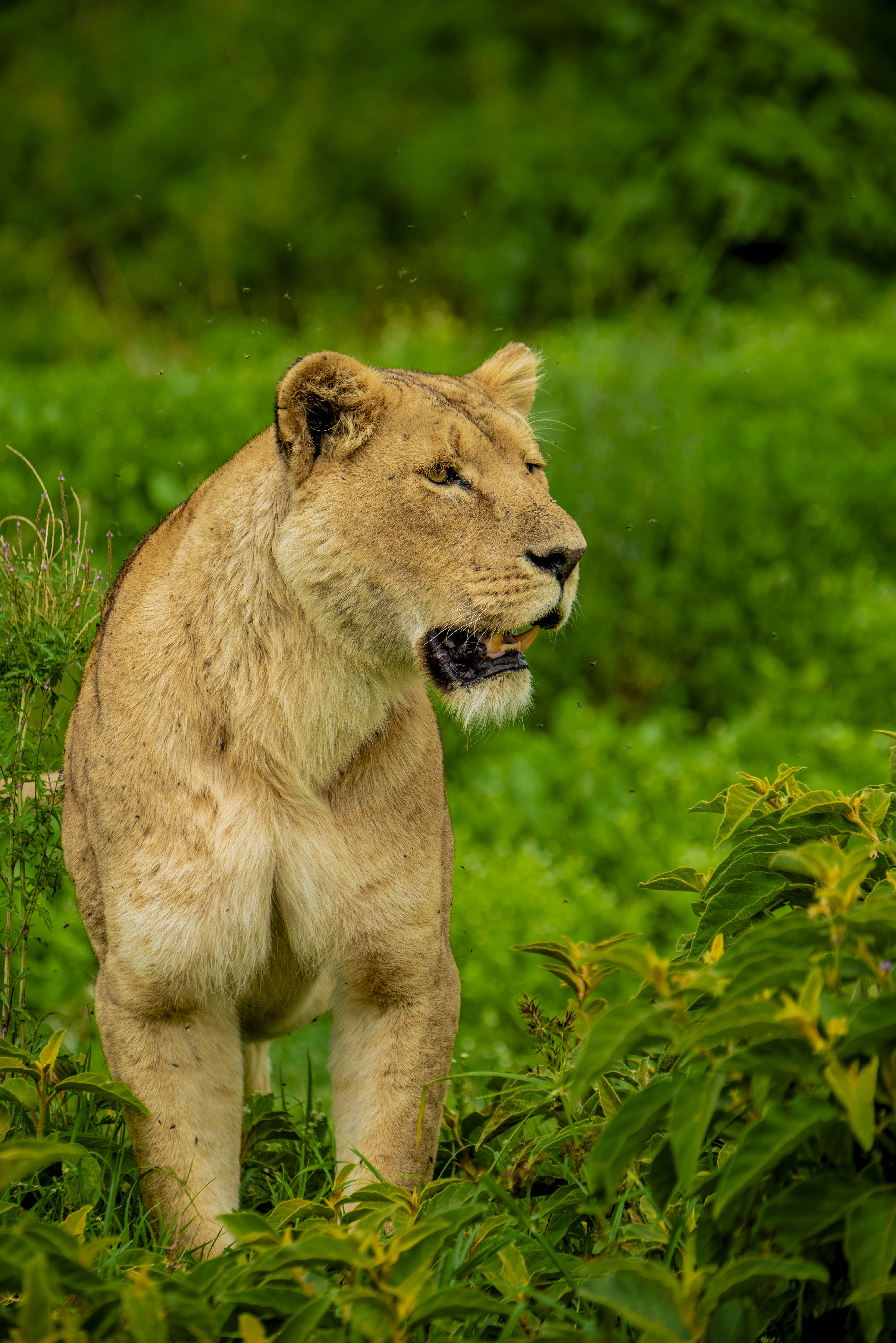 Ngorongoro Safari