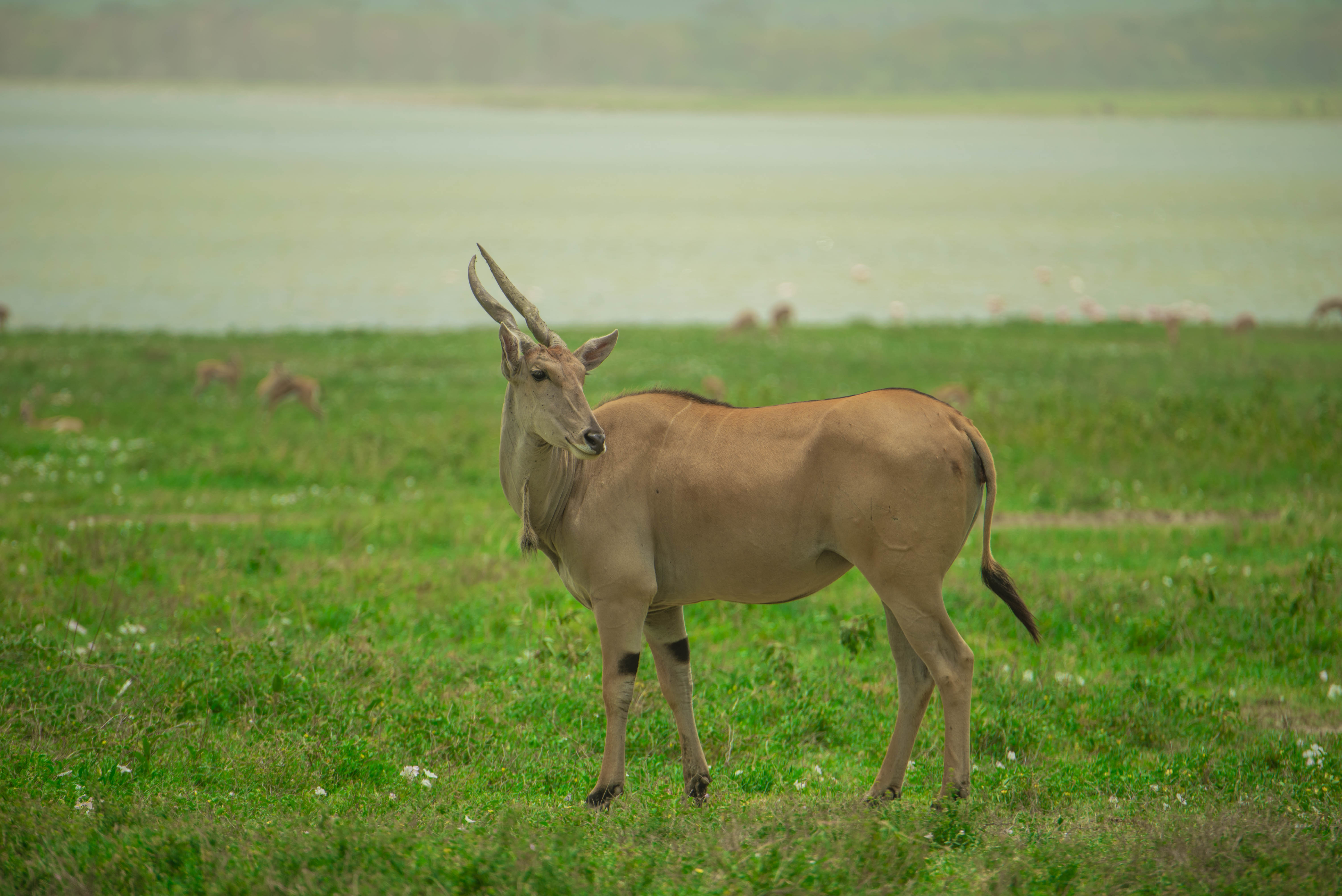 Ngorongoro Safari