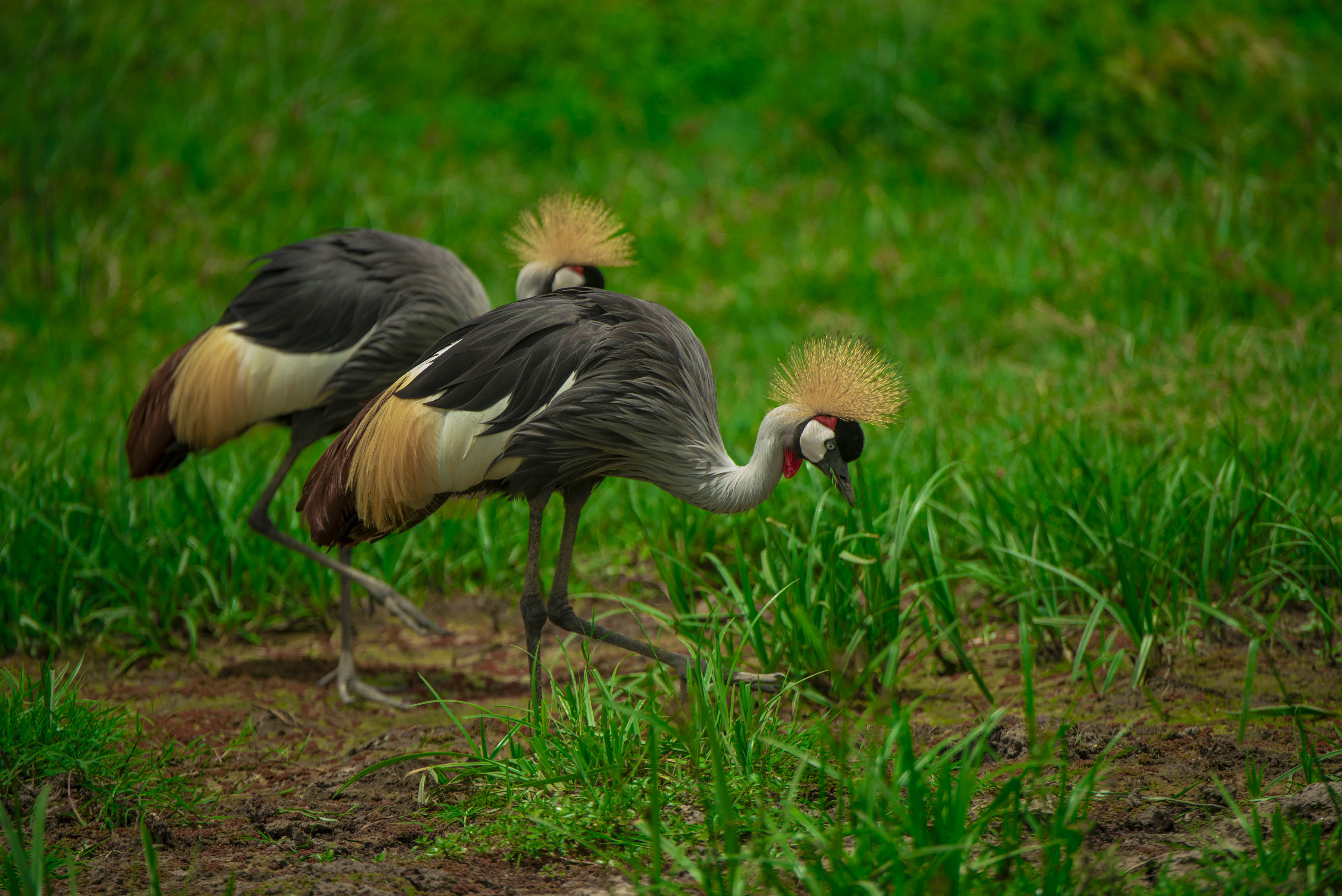 Ngorongoro Safari