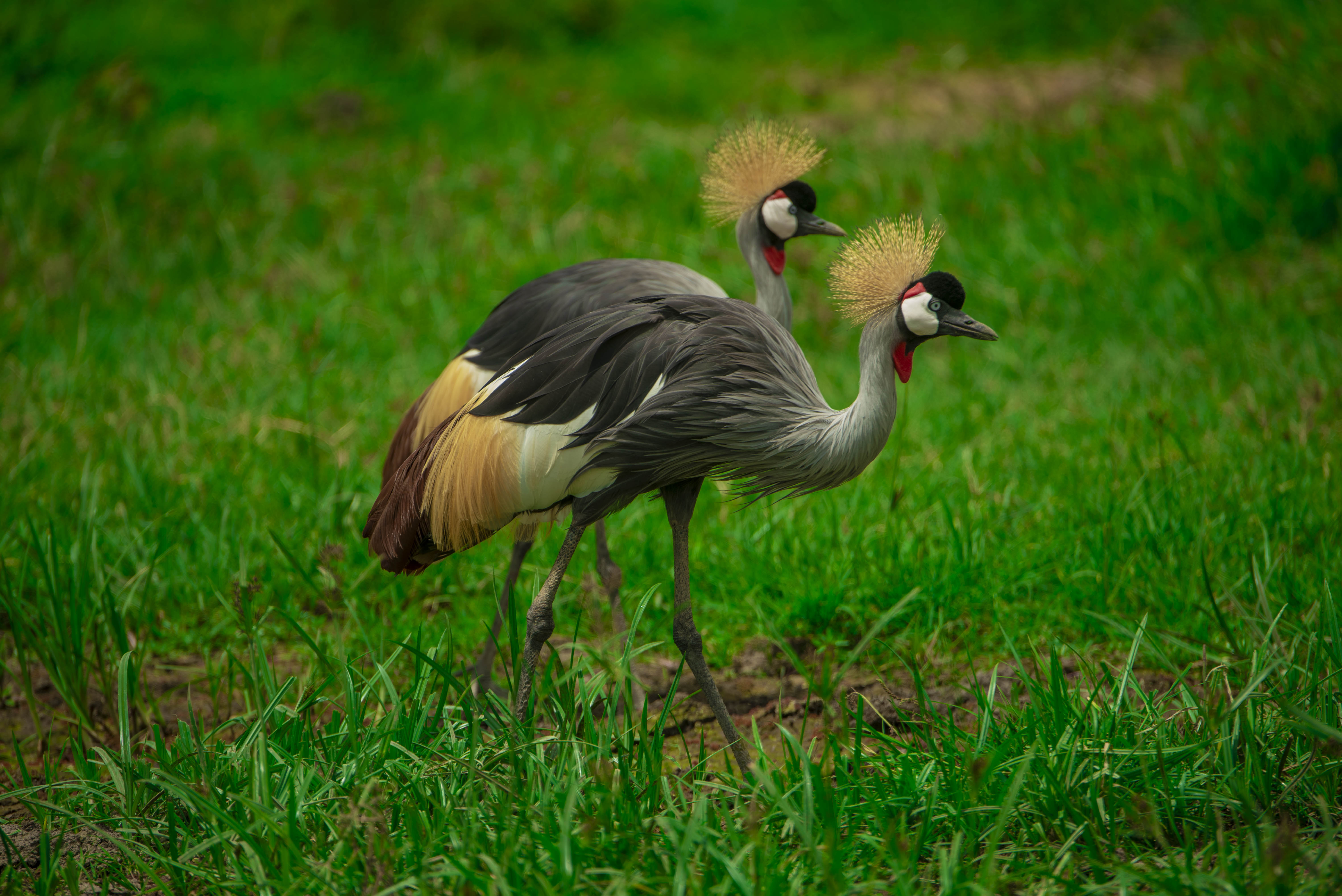 Ngorongoro Safari