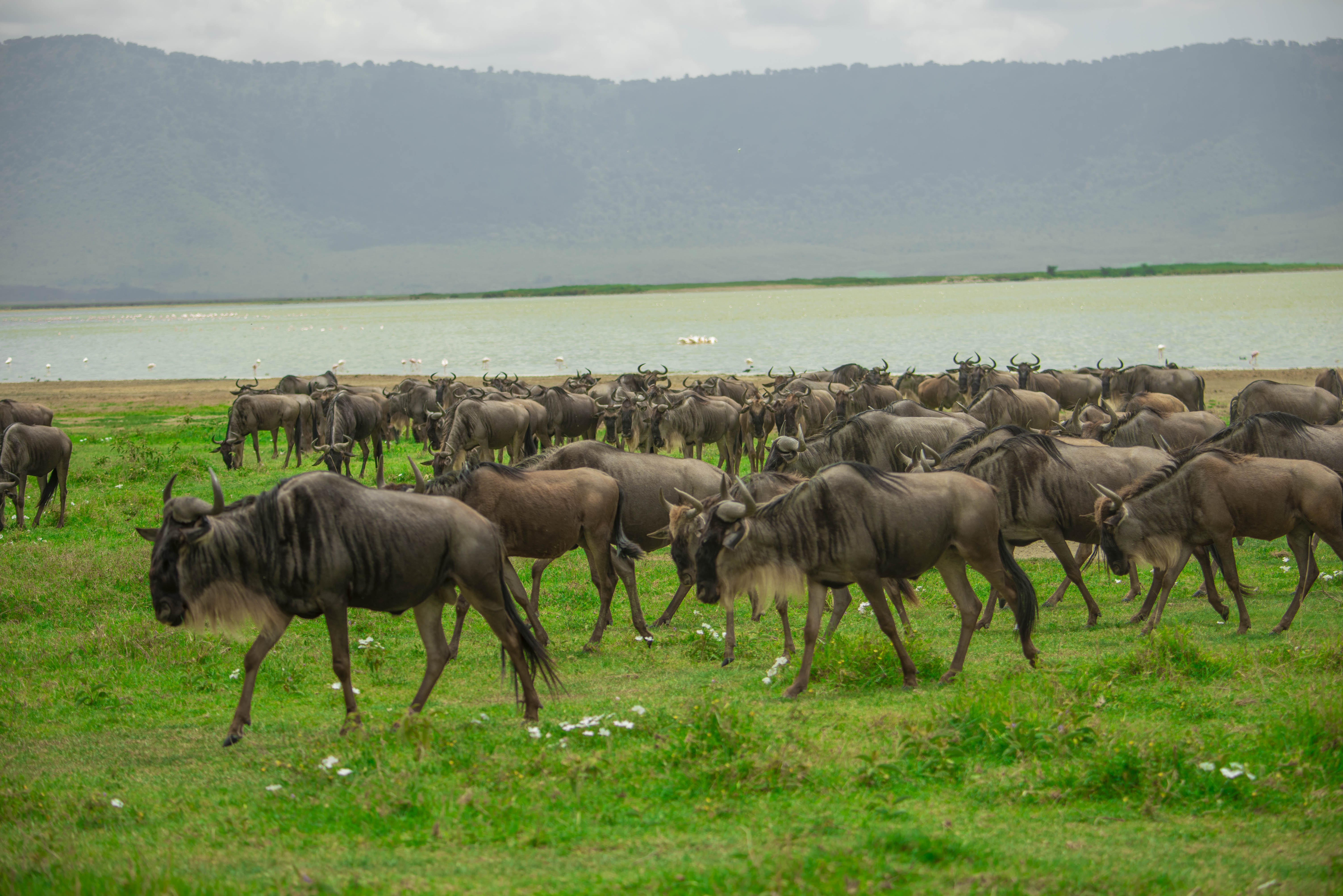 Ngorongoro Safari