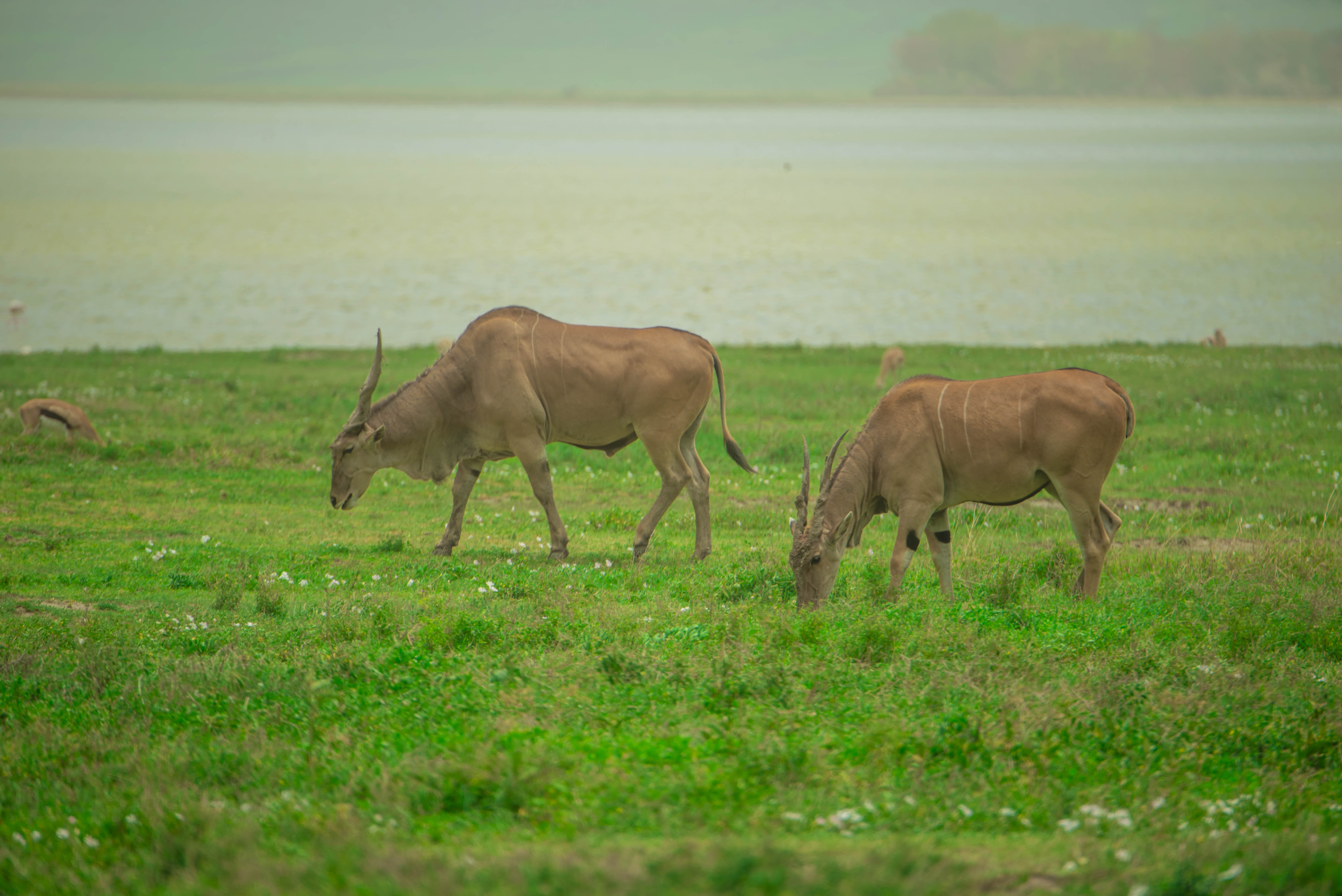 Ngorongoro Safari