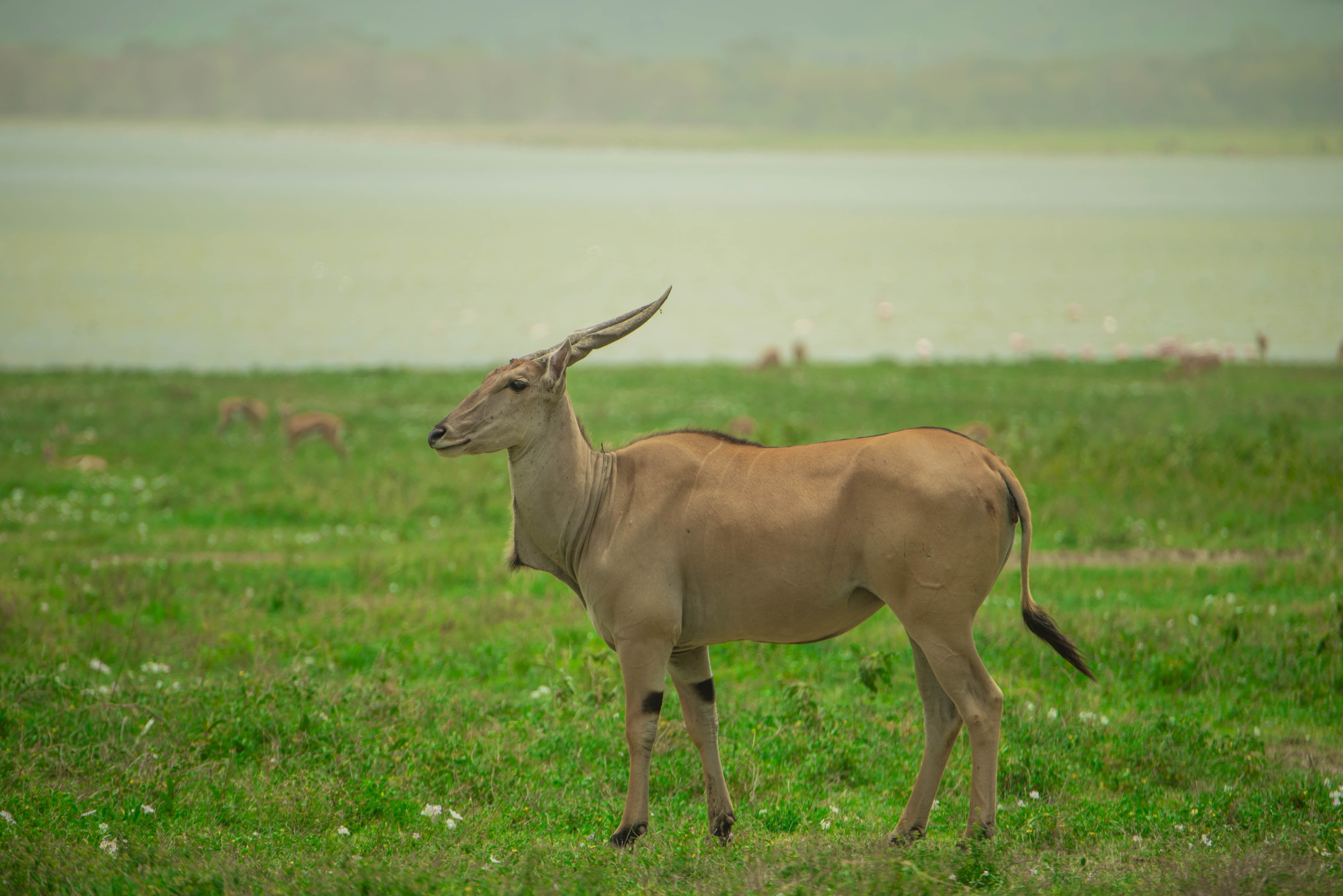 Ngorongoro Safari