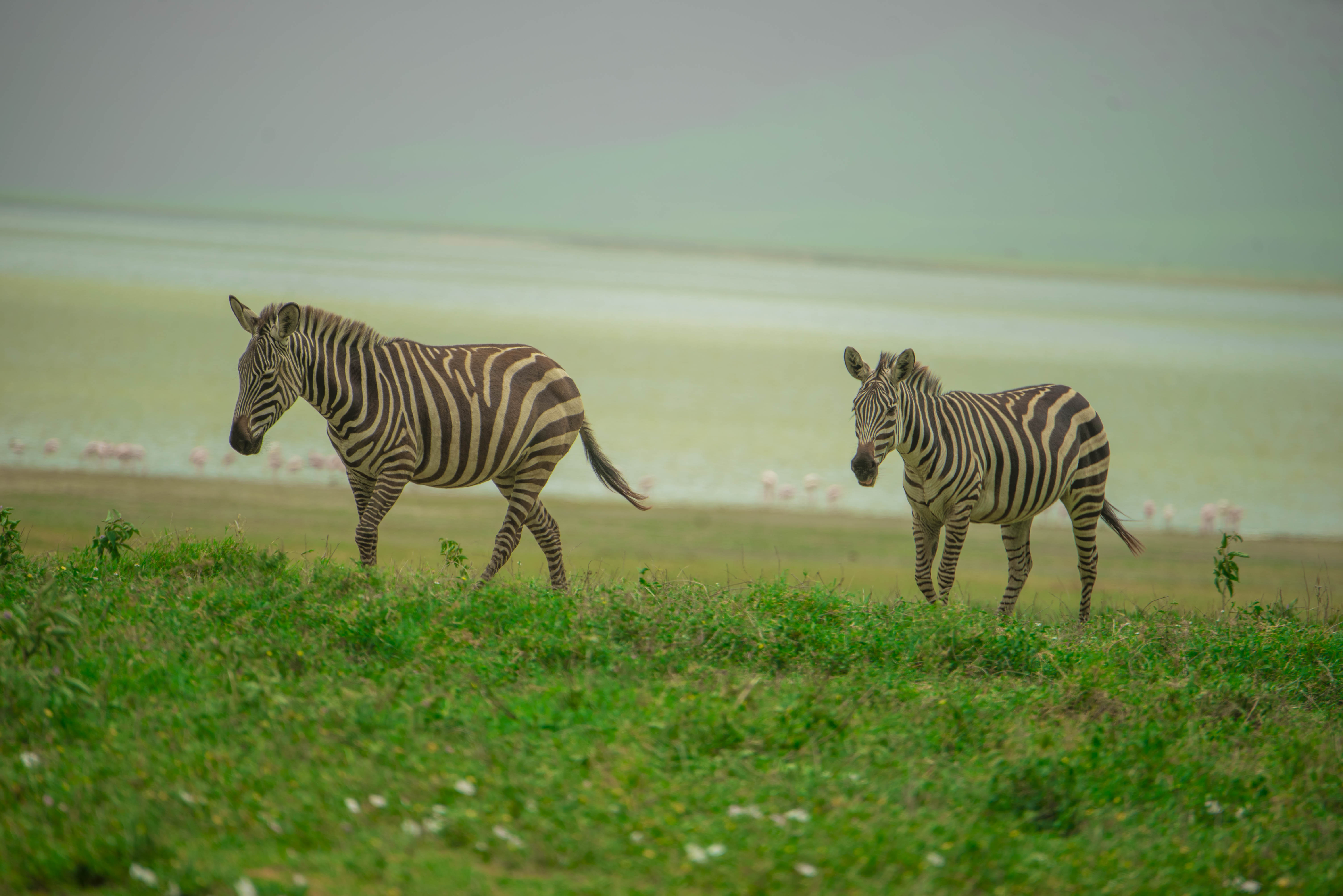 Ngorongoro Safari