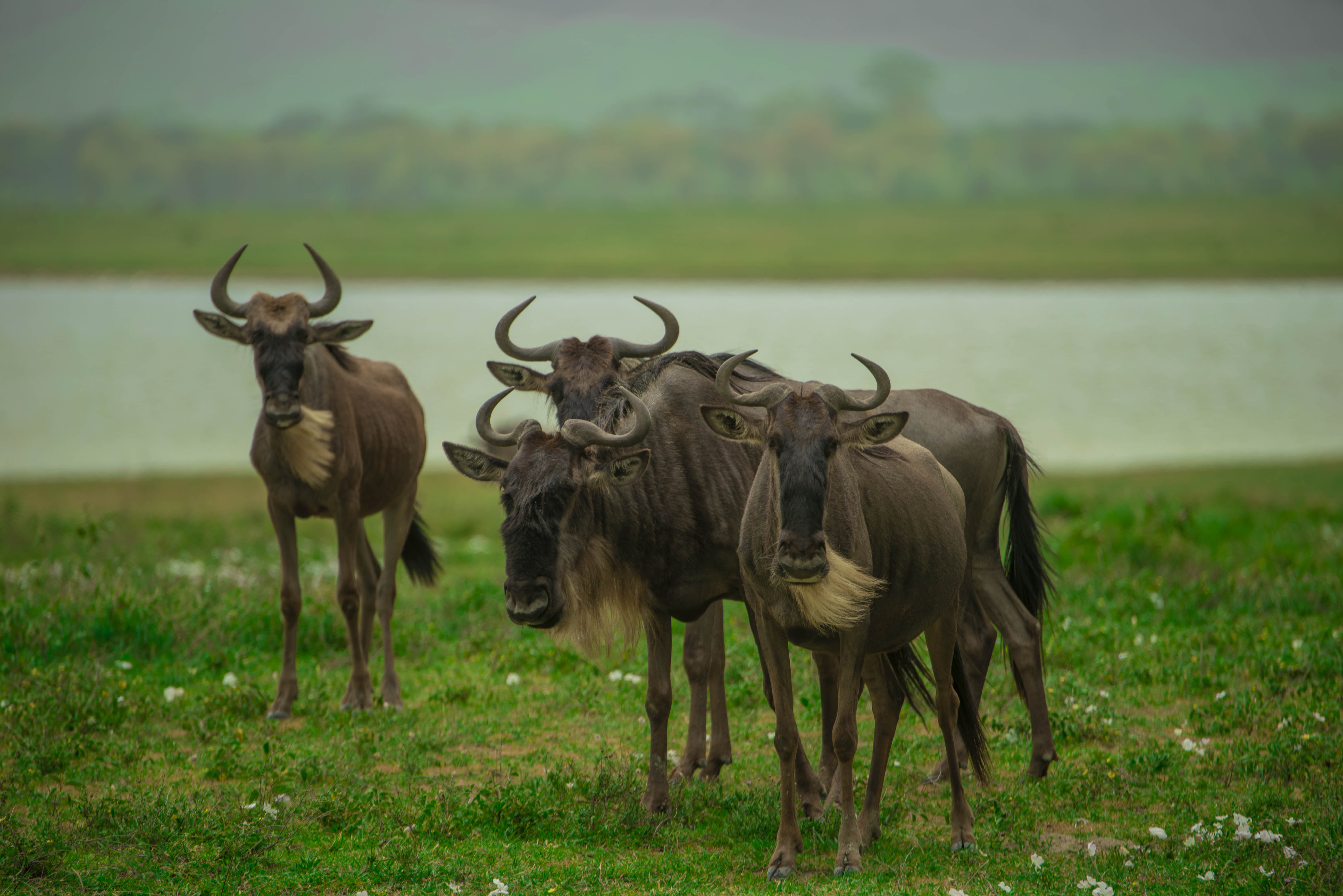 Ngorongoro Safari