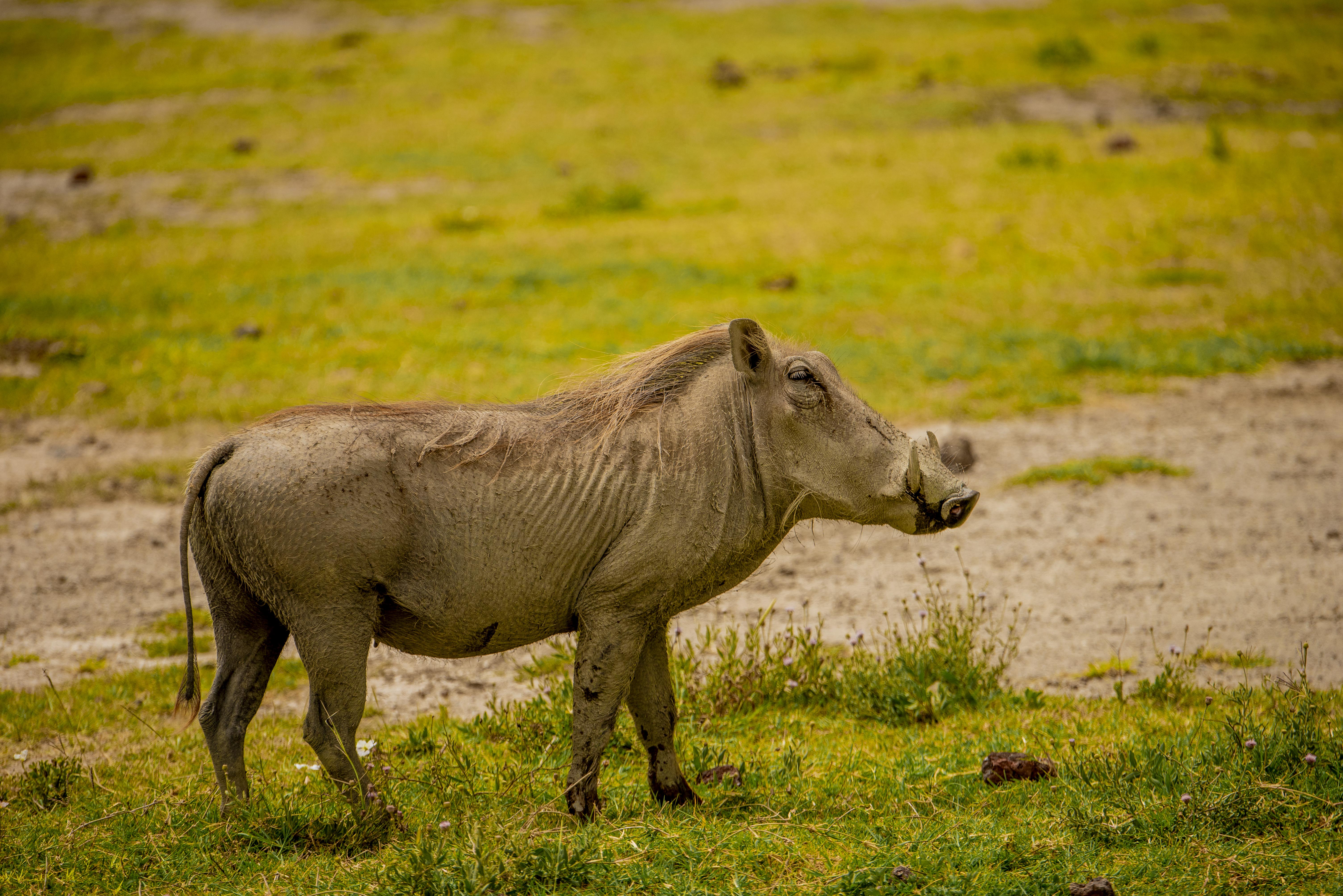 Ngorongoro Safari