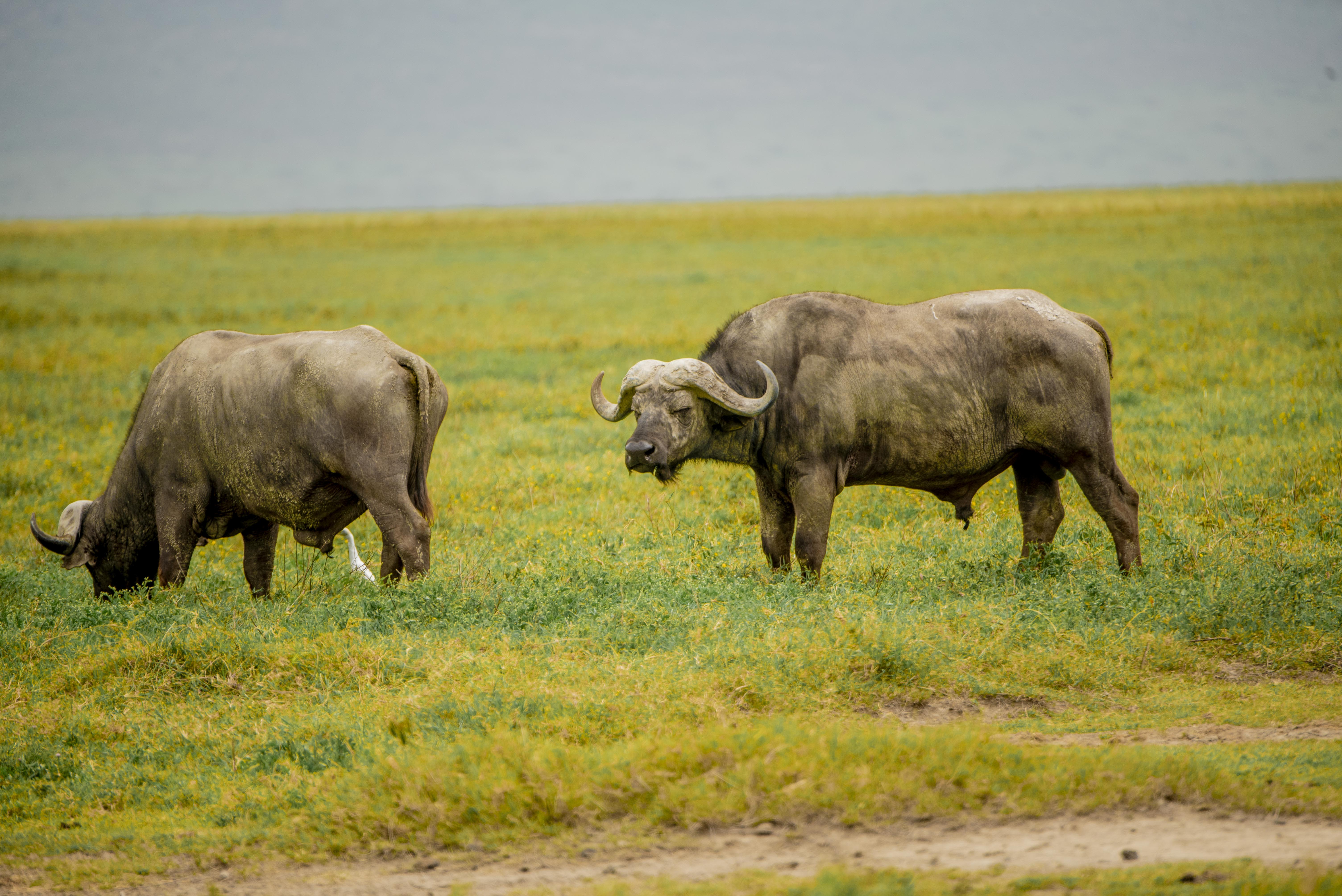 Ngorongoro Safari