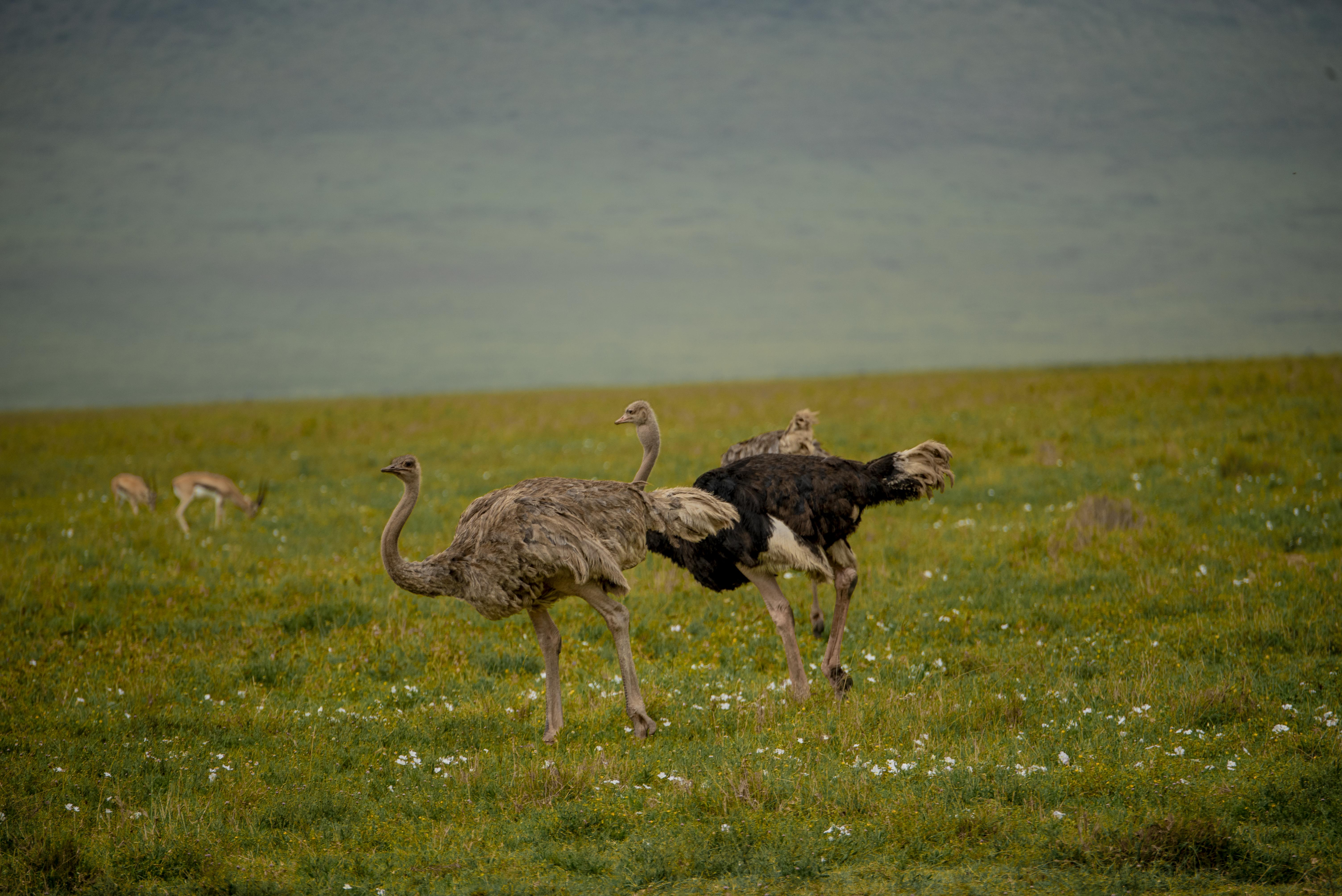 Ngorongoro Safari
