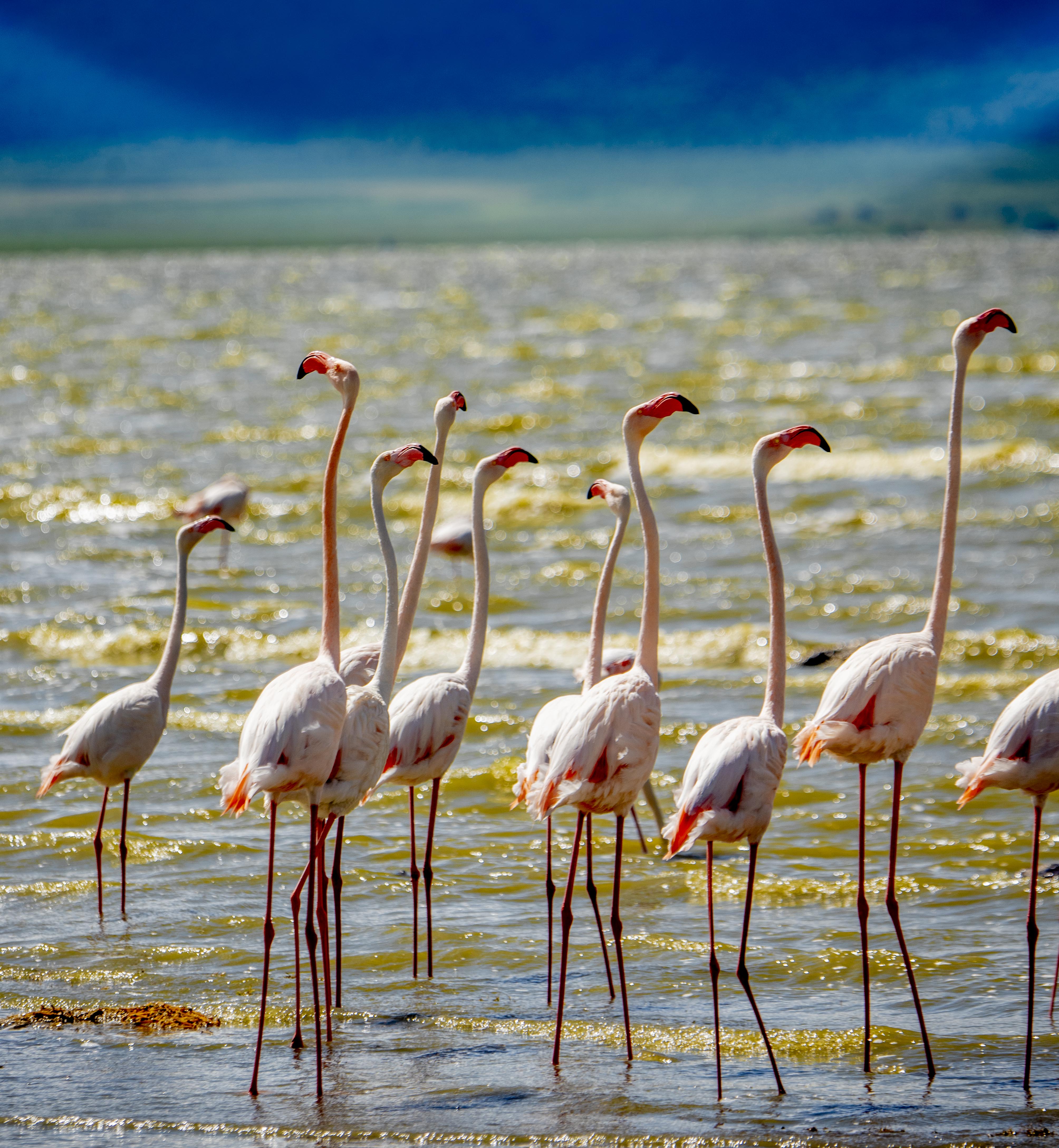 Ngorongoro Safari