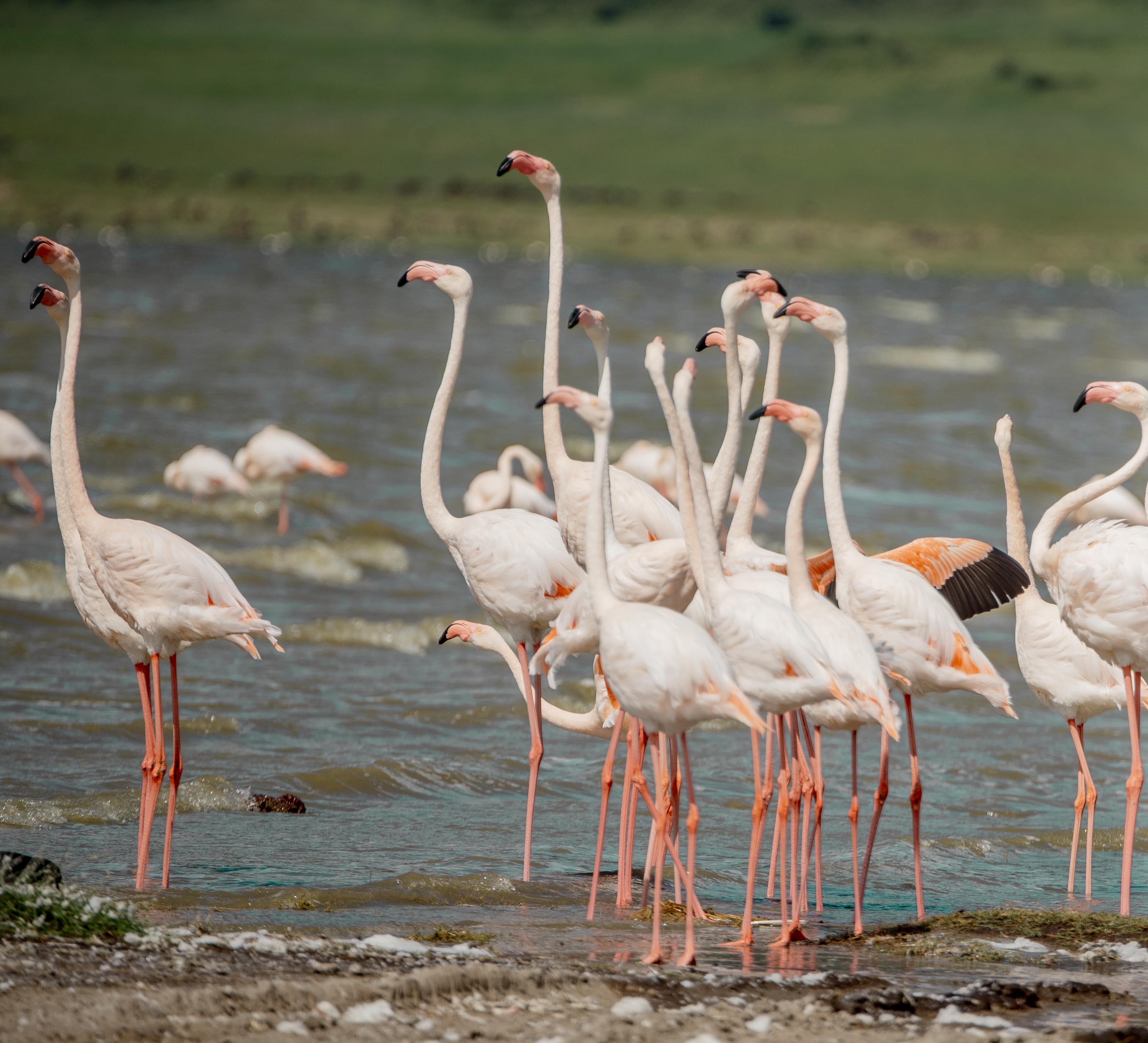 Ngorongoro Safari