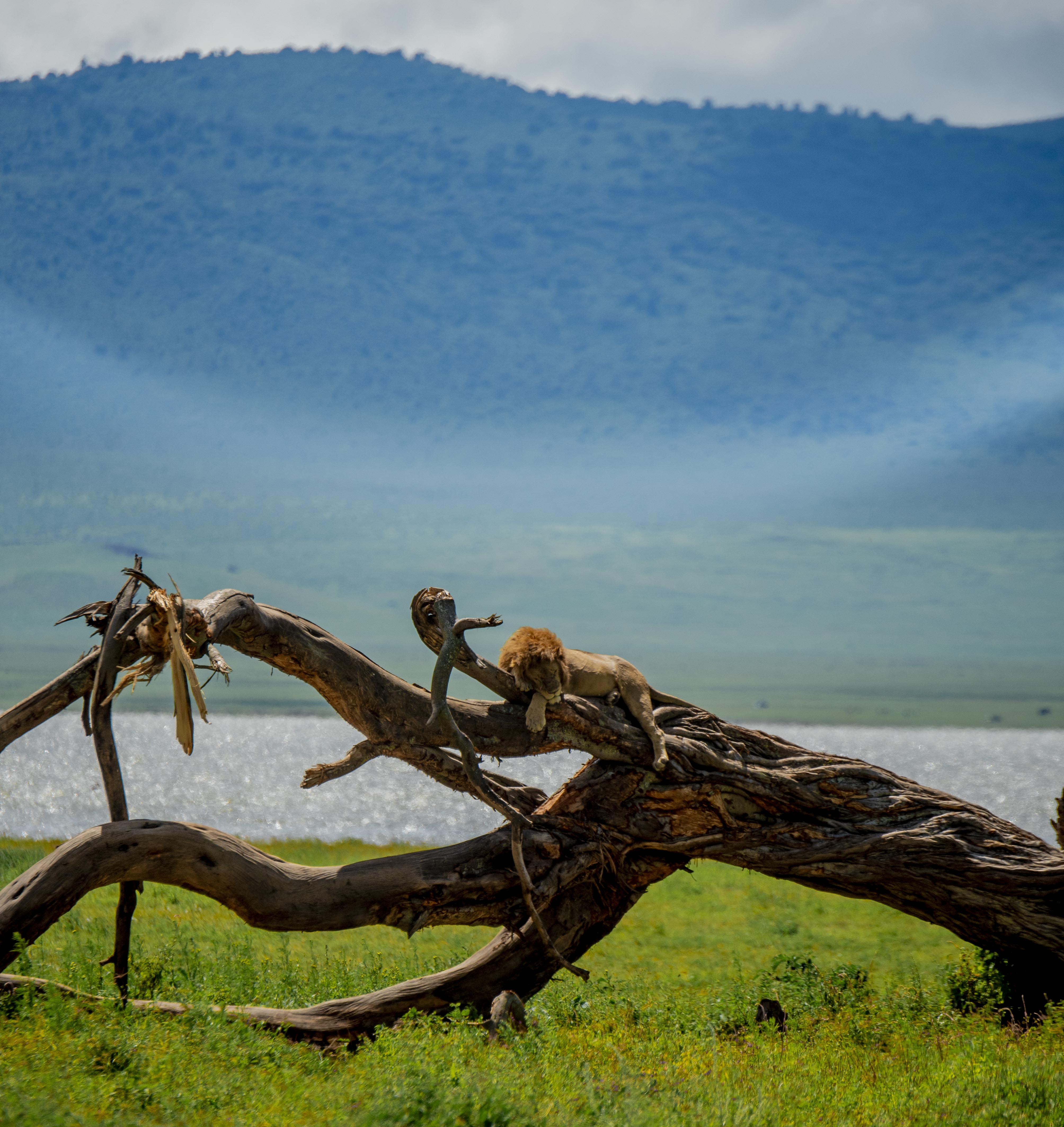 Ngorongoro Safari