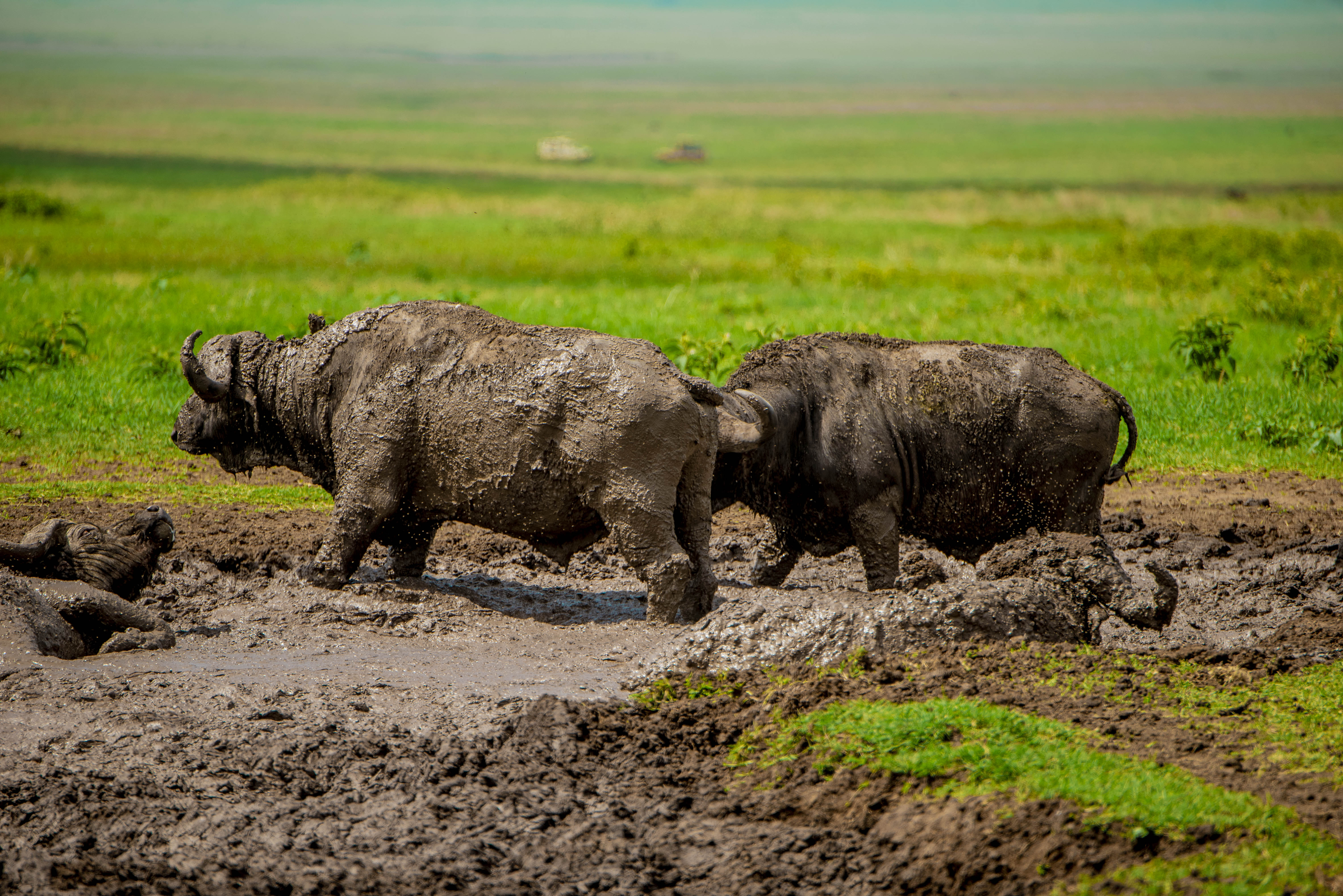 Ngorongoro Safari