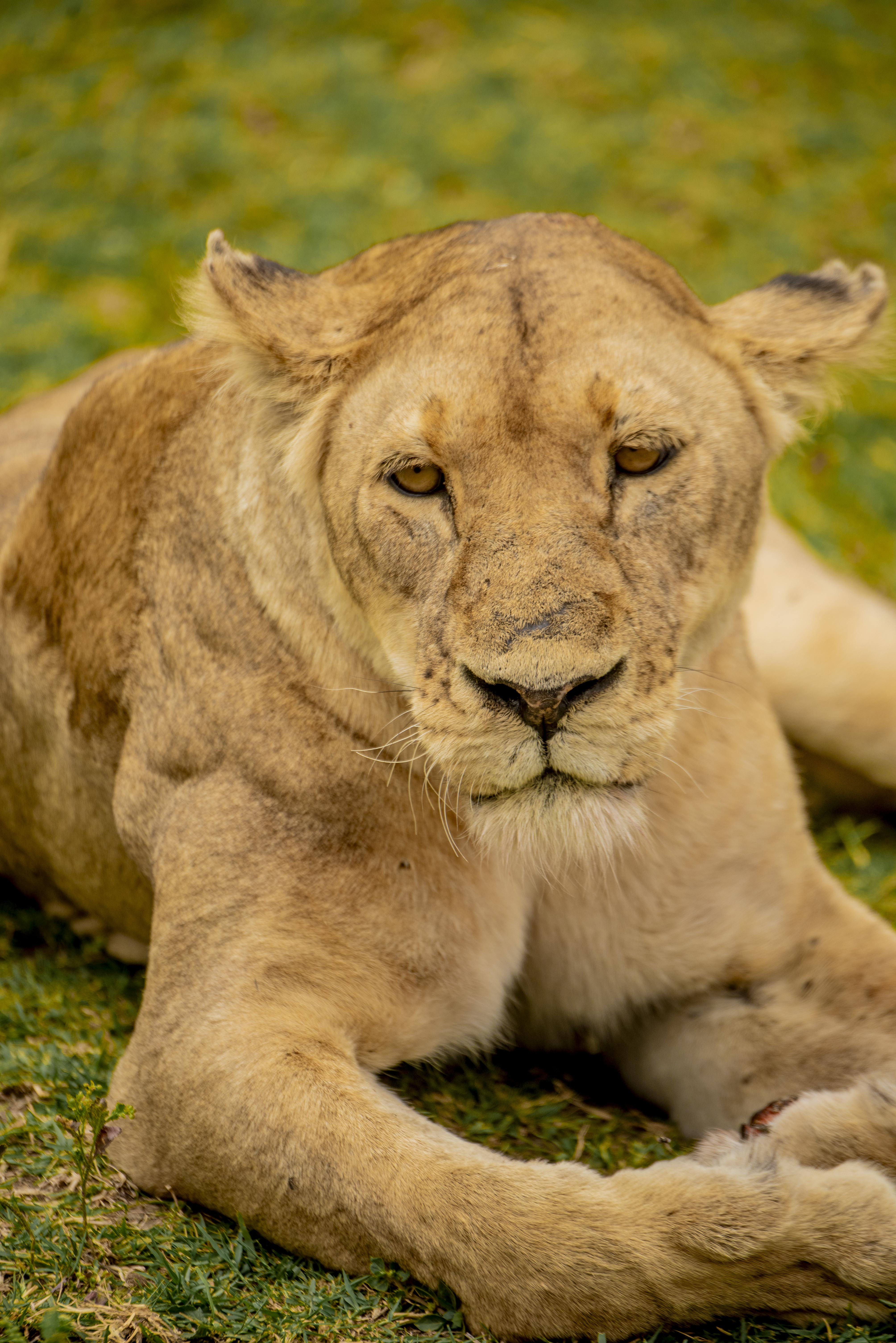 Ngorongoro Safari