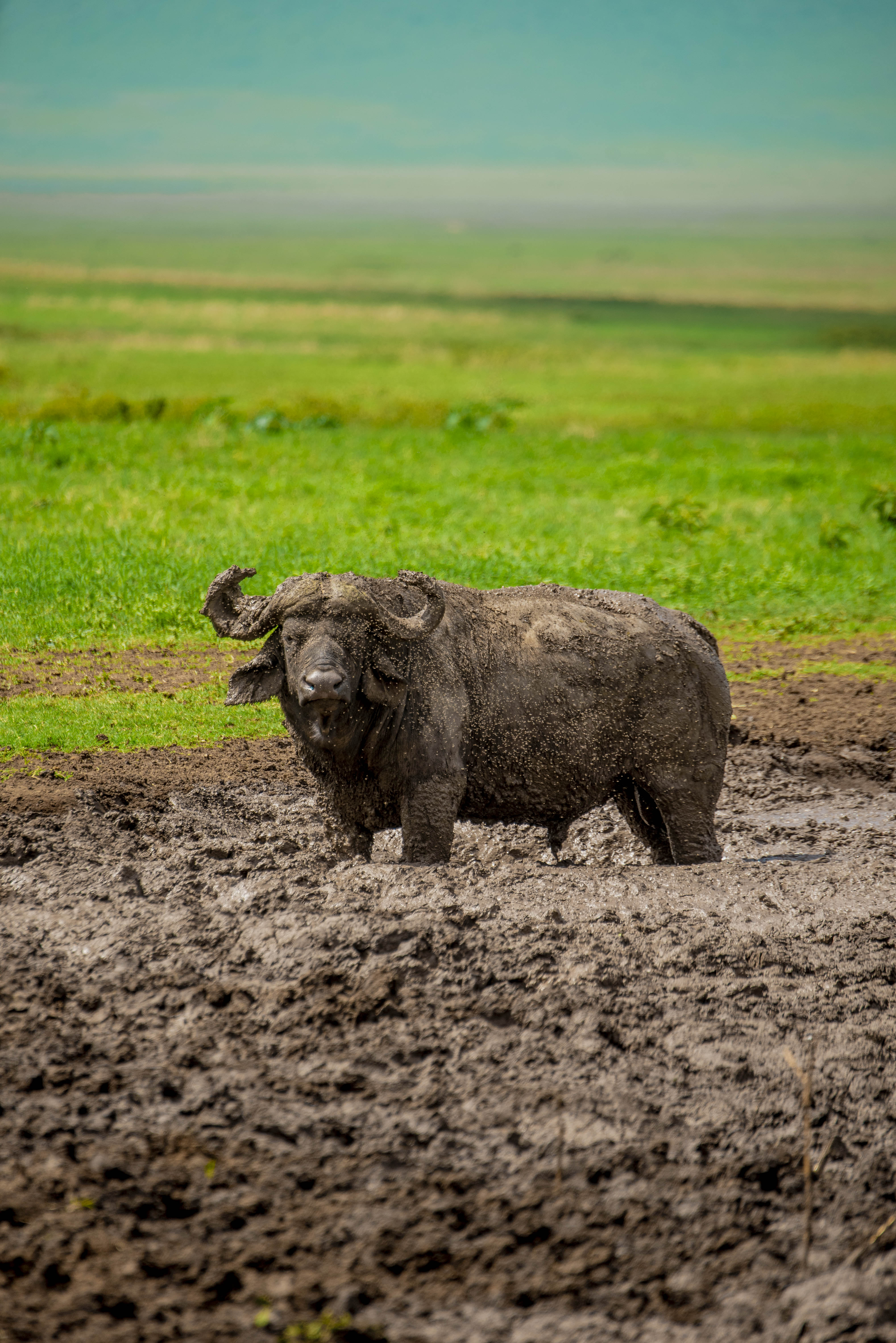 Ngorongoro Safari