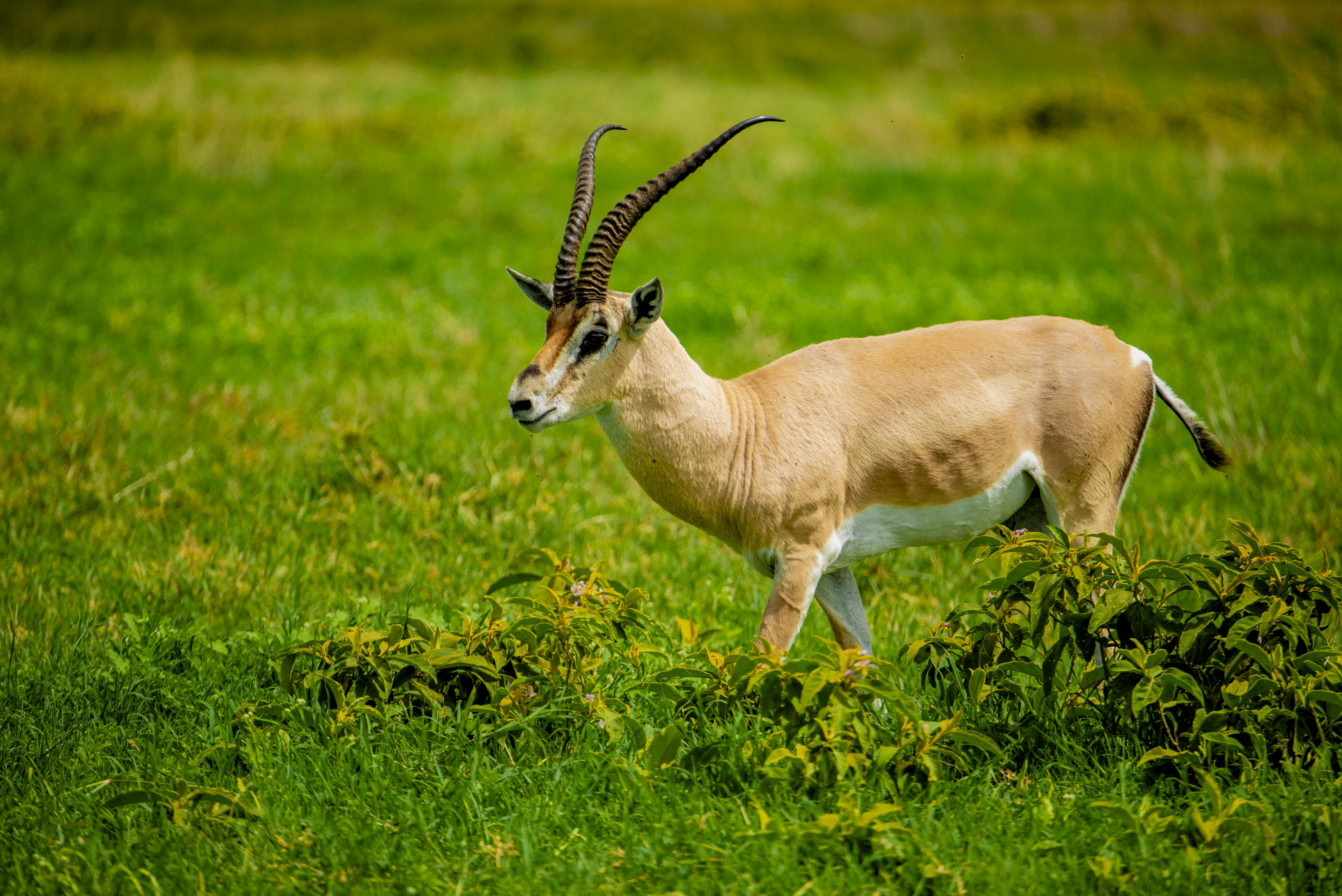 Ngorongoro Safari