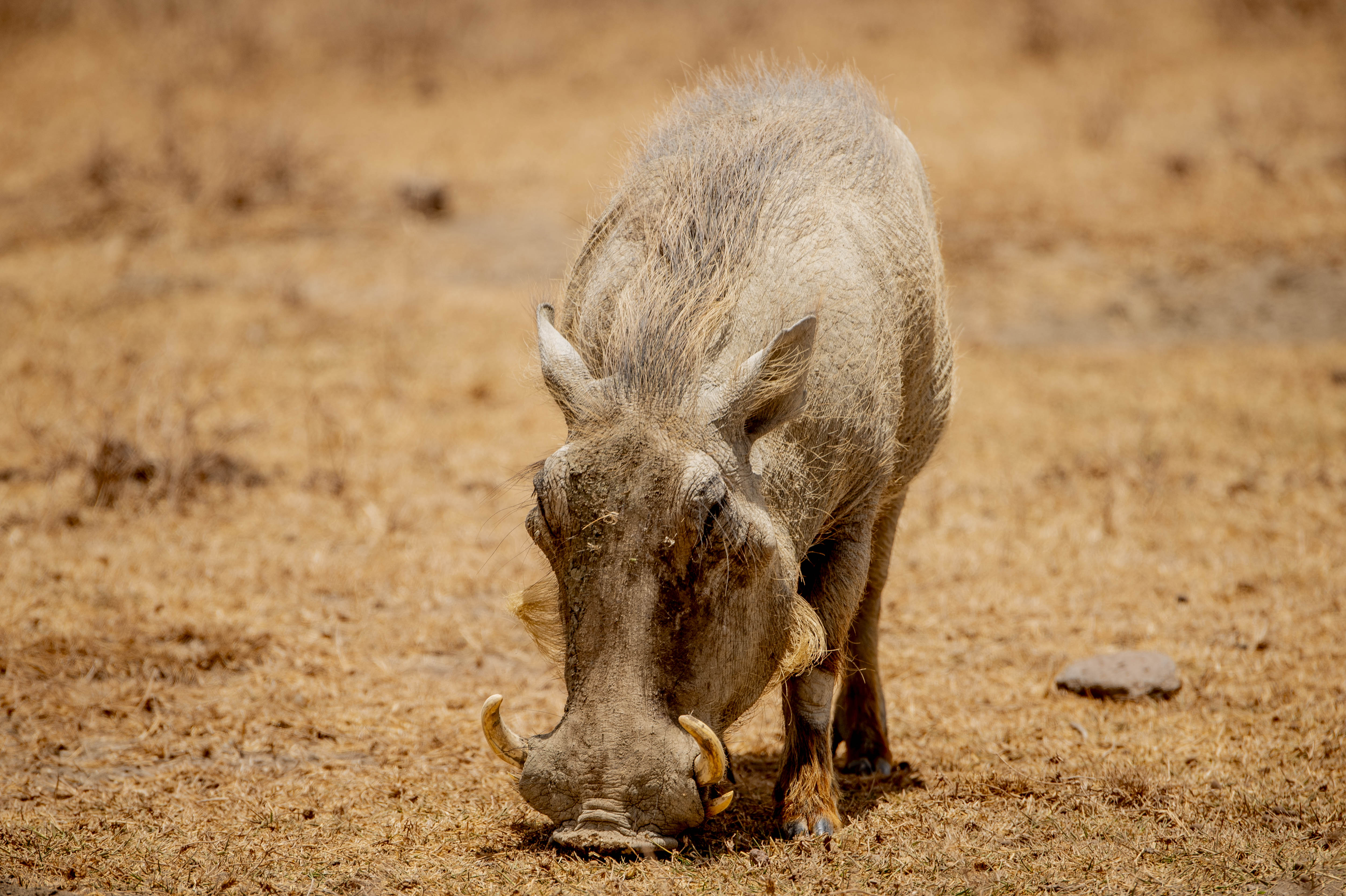 Ngorongoro Safari