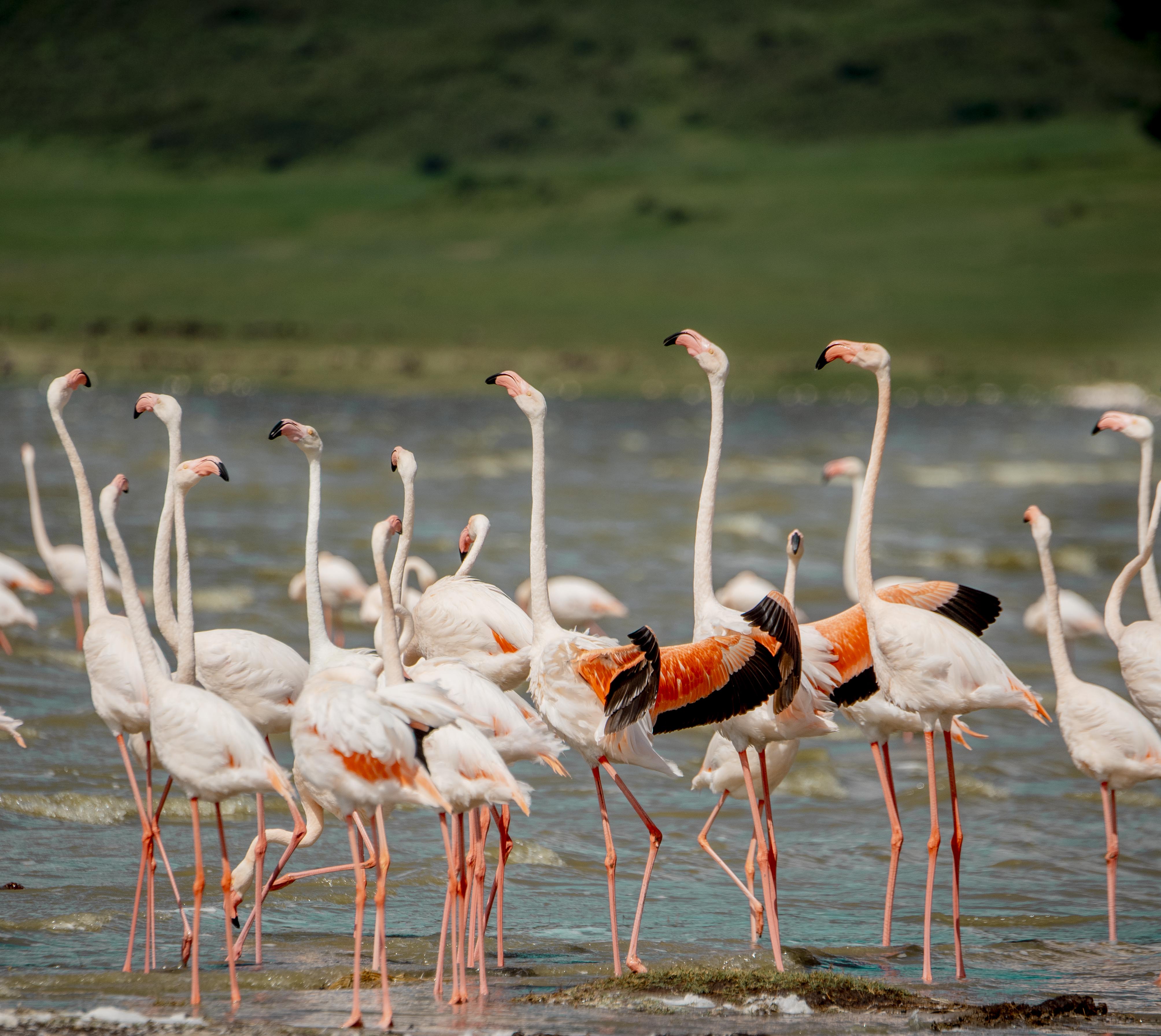Ngorongoro Safari